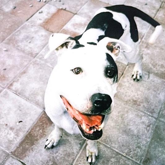 Enlarge Raider, a Adoptable Pit Bull Terrier in Westminster, CA image 3/6