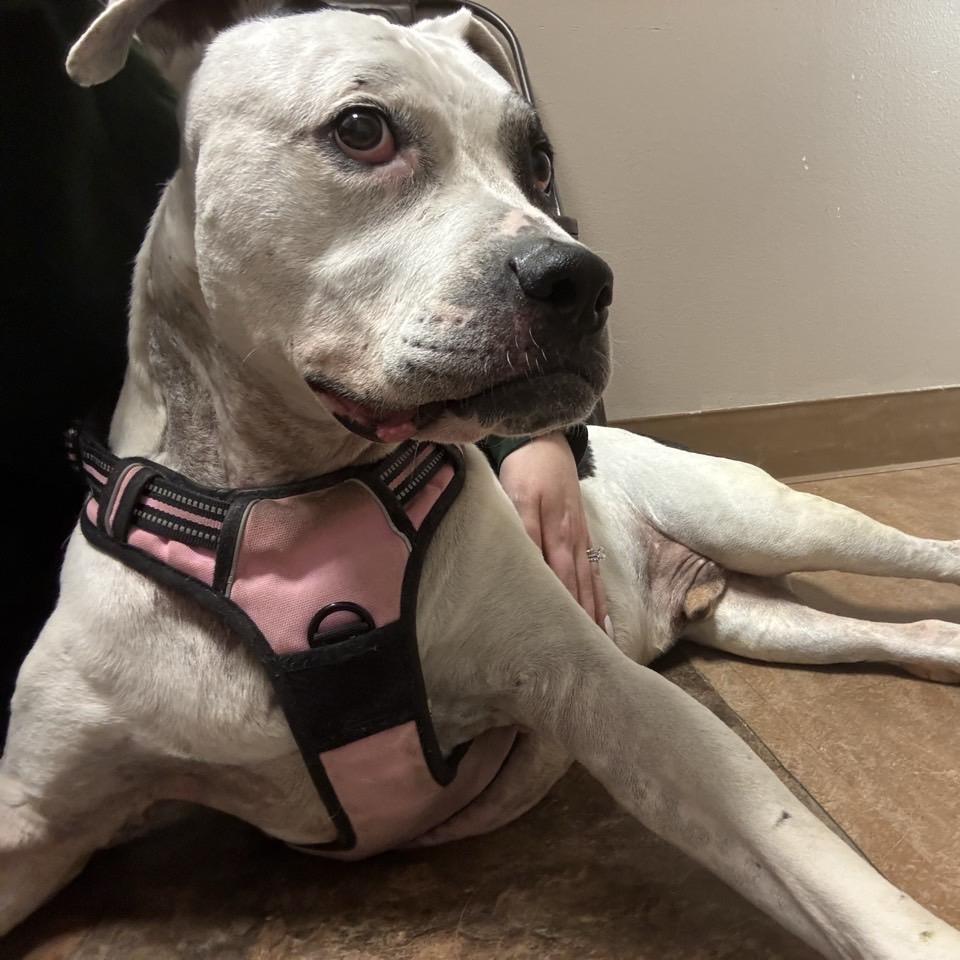 Enlarge Raider, a Adoptable Pit Bull Terrier in Westminster, CA image 4/6