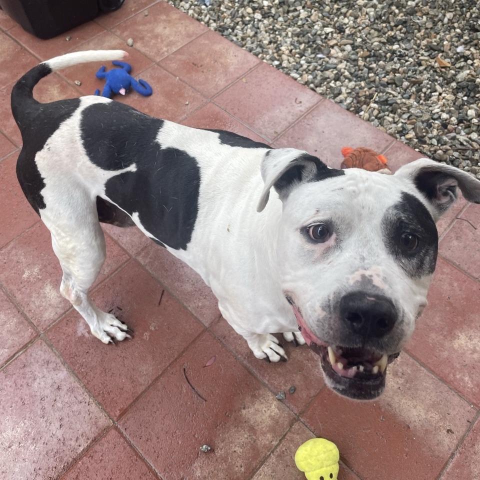 Enlarge Raider, a Adoptable Pit Bull Terrier in Westminster, CA image 5/6