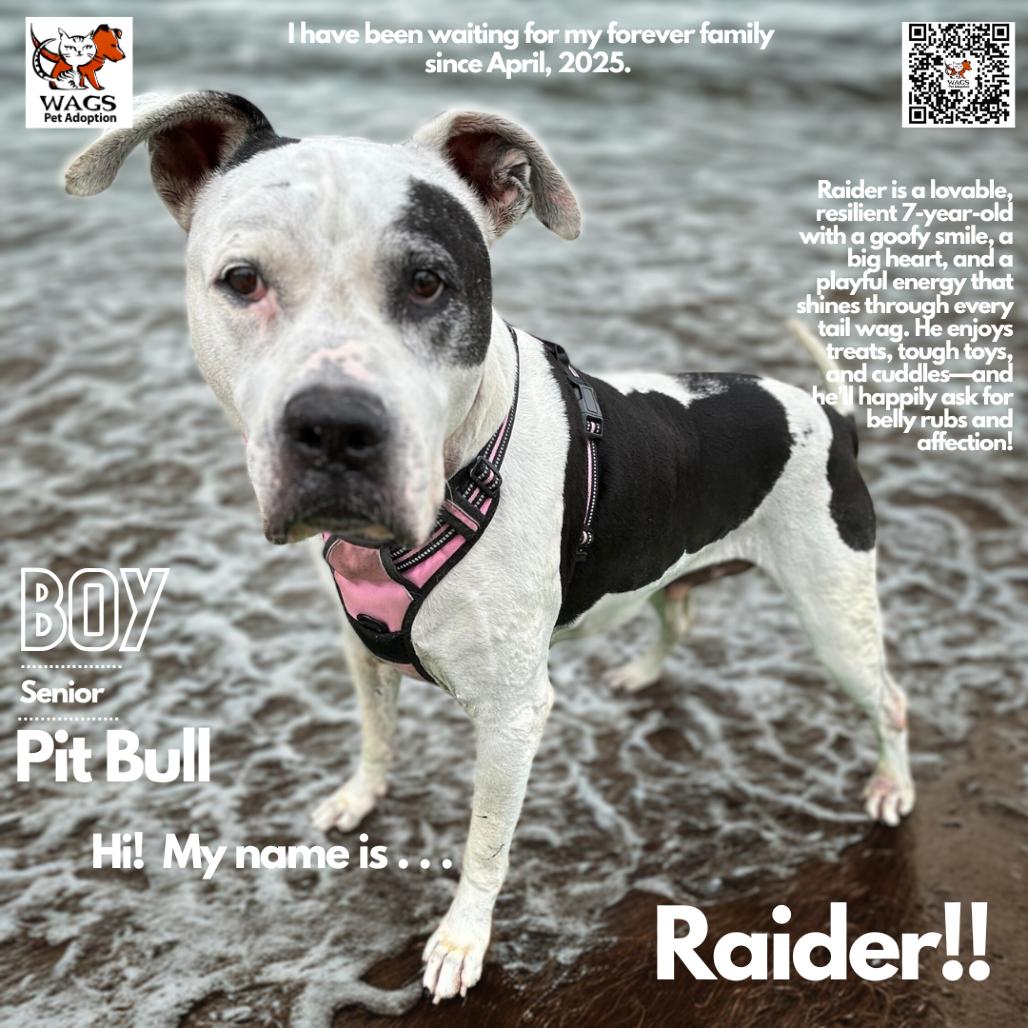 Enlarge Raider, a Adoptable Pit Bull Terrier in Westminster, CA image 6/6