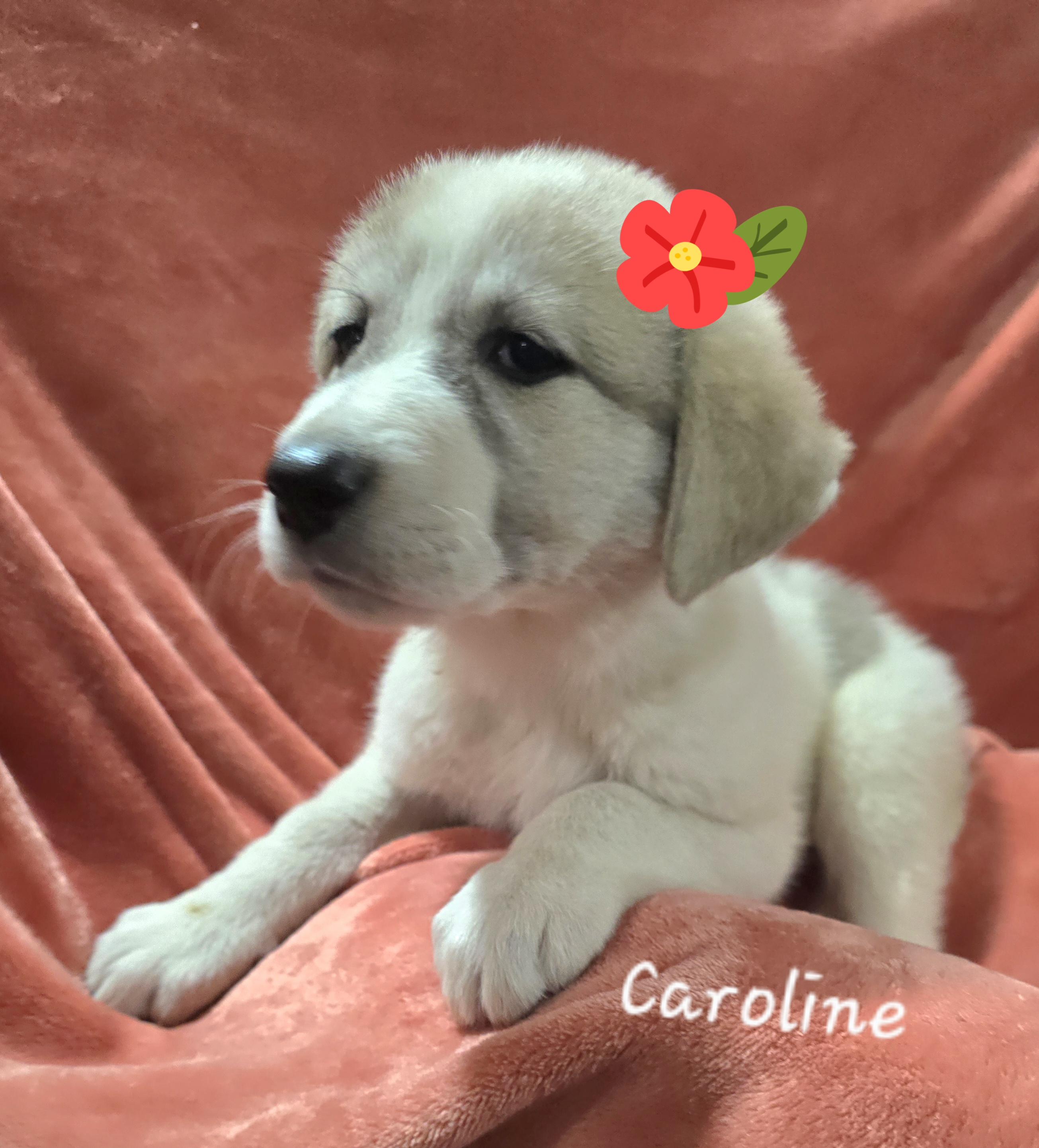 Caroline