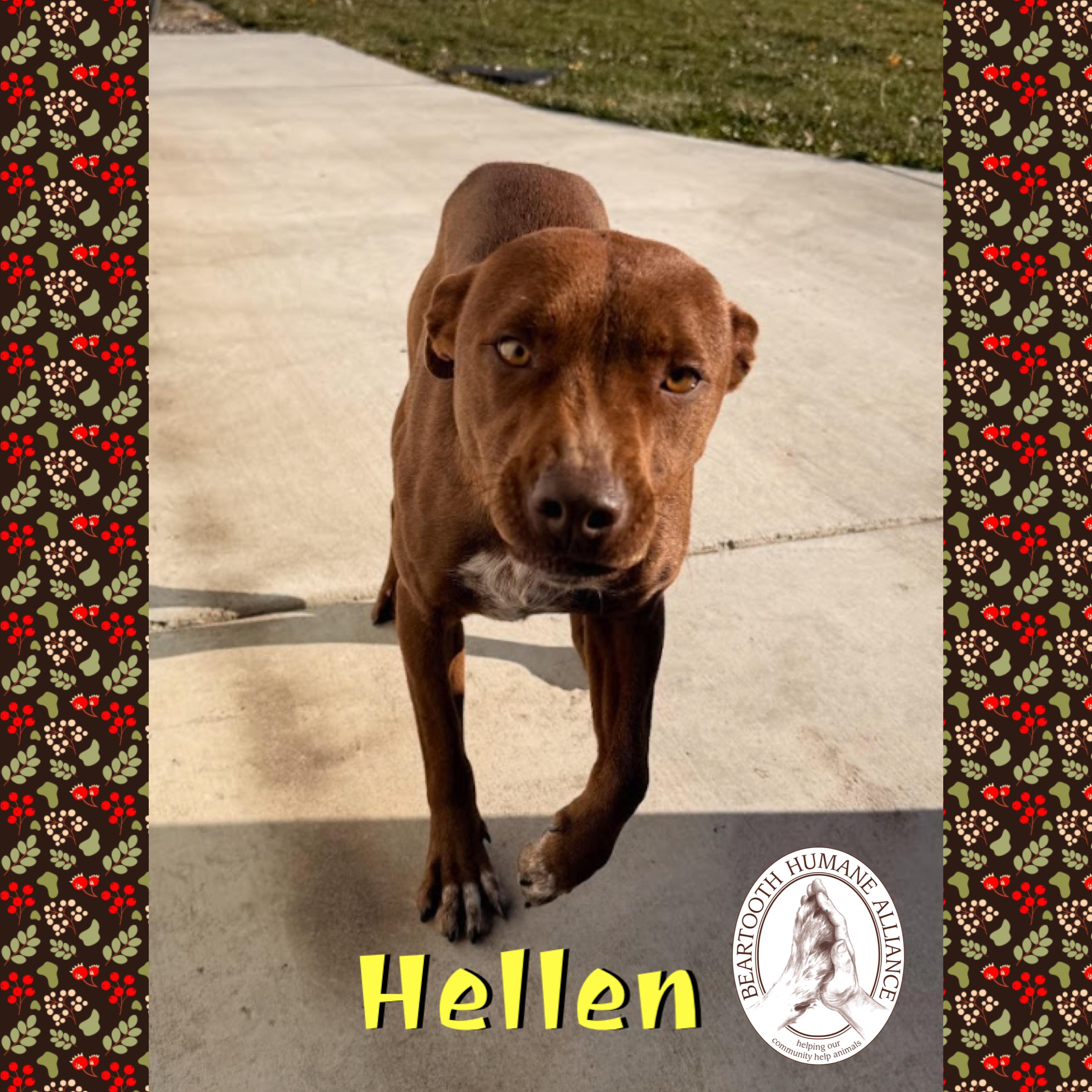 Hellen, a Adoptable mixed breed in Red Lodge, MT image 1/2