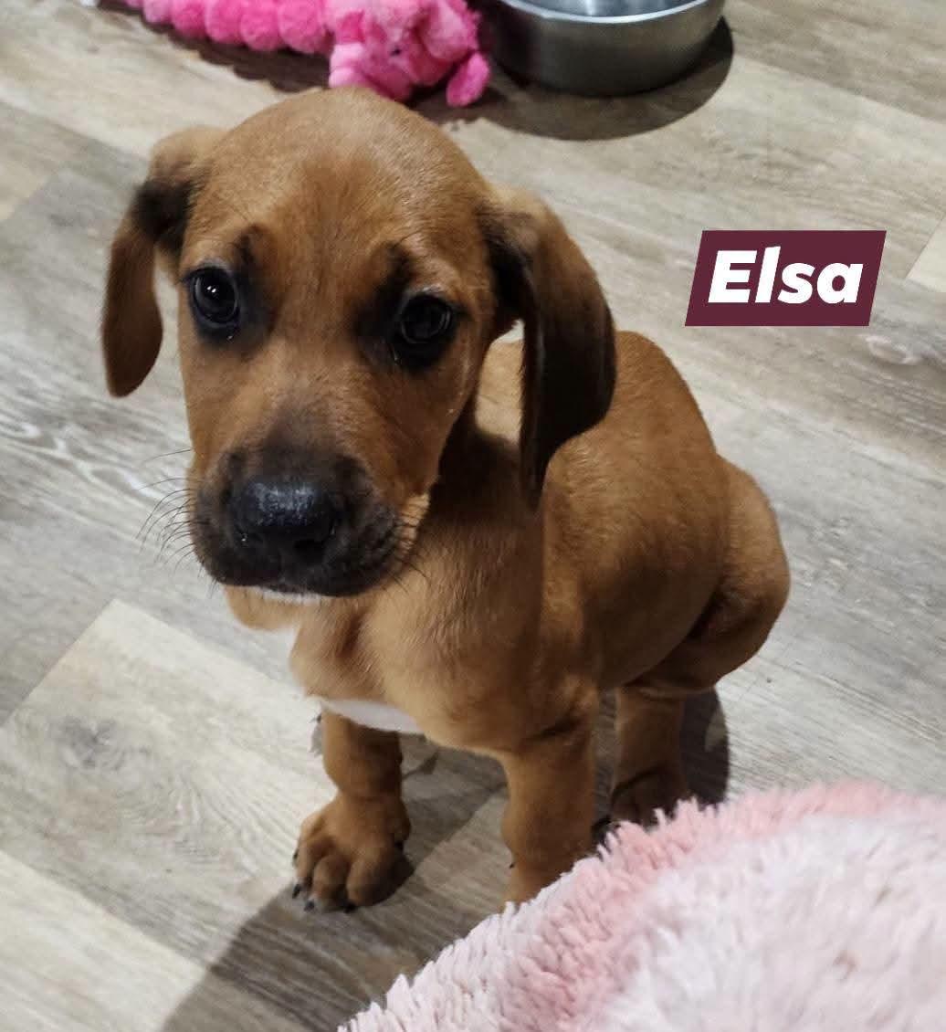 Enlarge Princess Elsa, a Adoptable mixed breed in Marine City, MI image 1/3