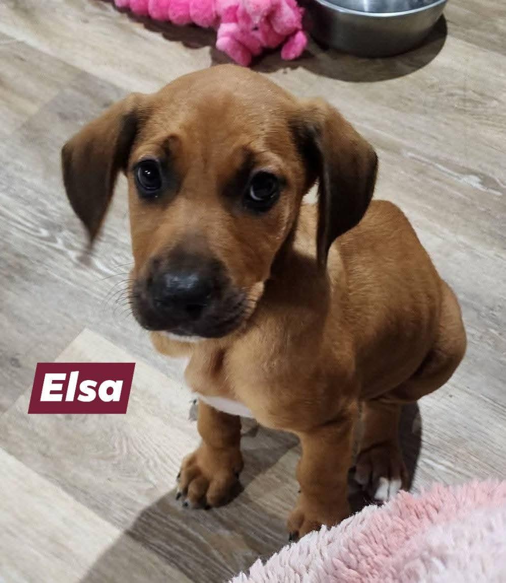 Enlarge Princess Elsa, a Adoptable mixed breed in Marine City, MI image 2/3