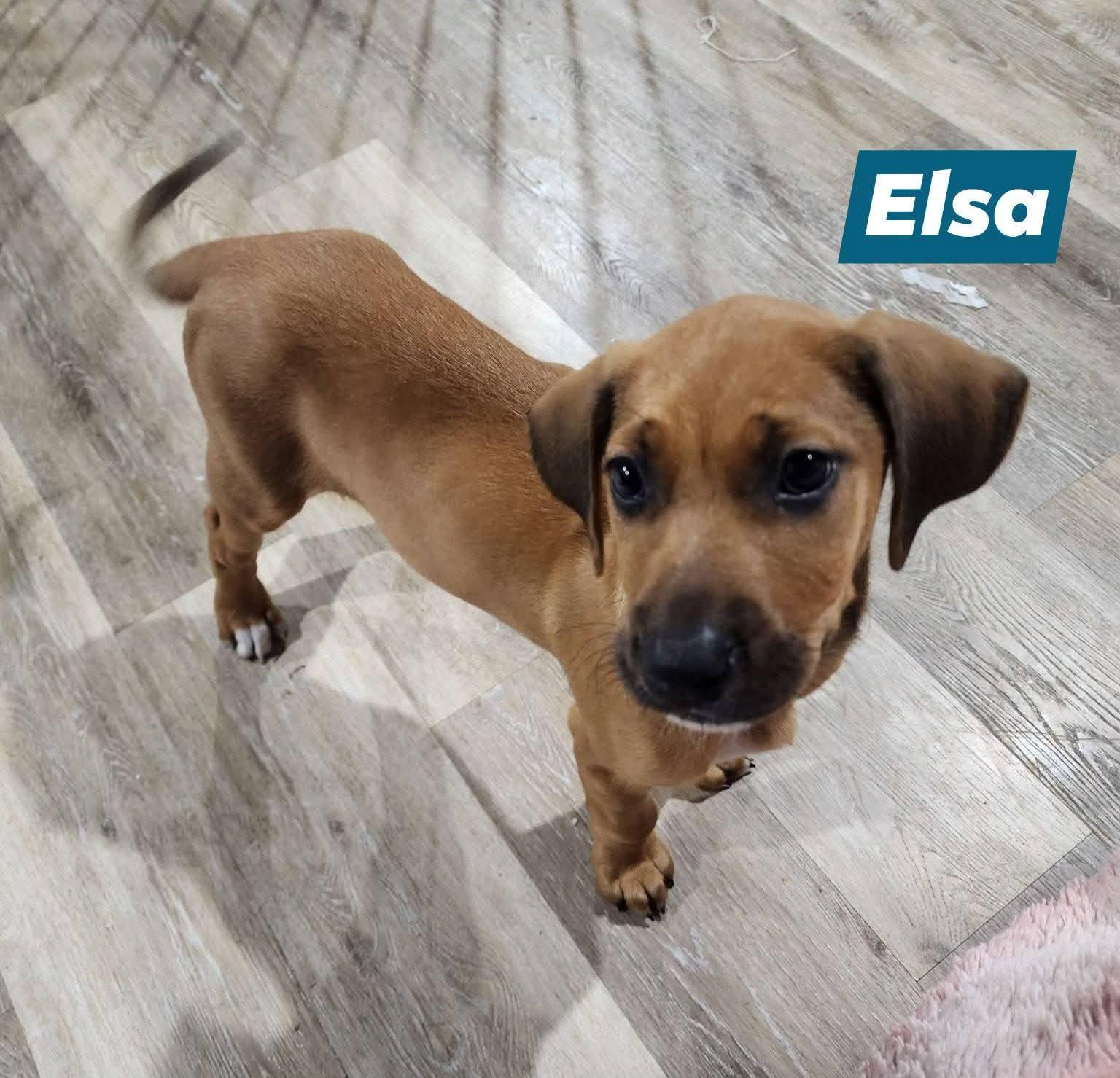 Enlarge Princess Elsa, a Adoptable mixed breed in Marine City, MI image 3/3