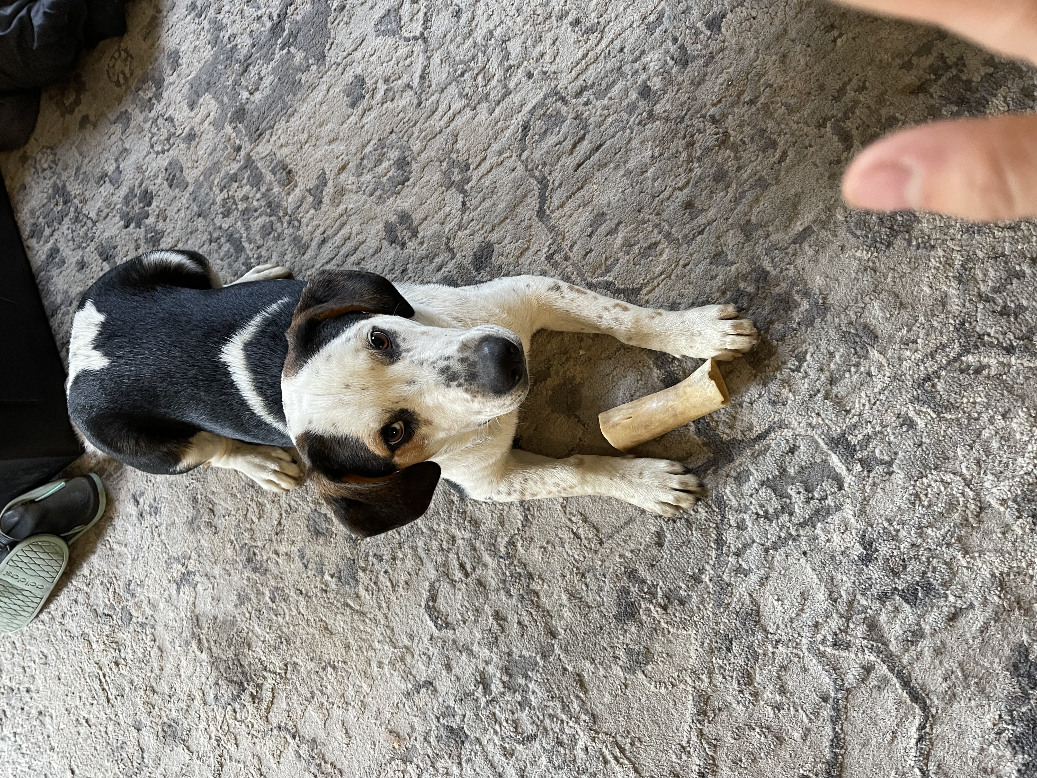 Starbuck, Young Male Australian Cattle Dog / Blue Heeler