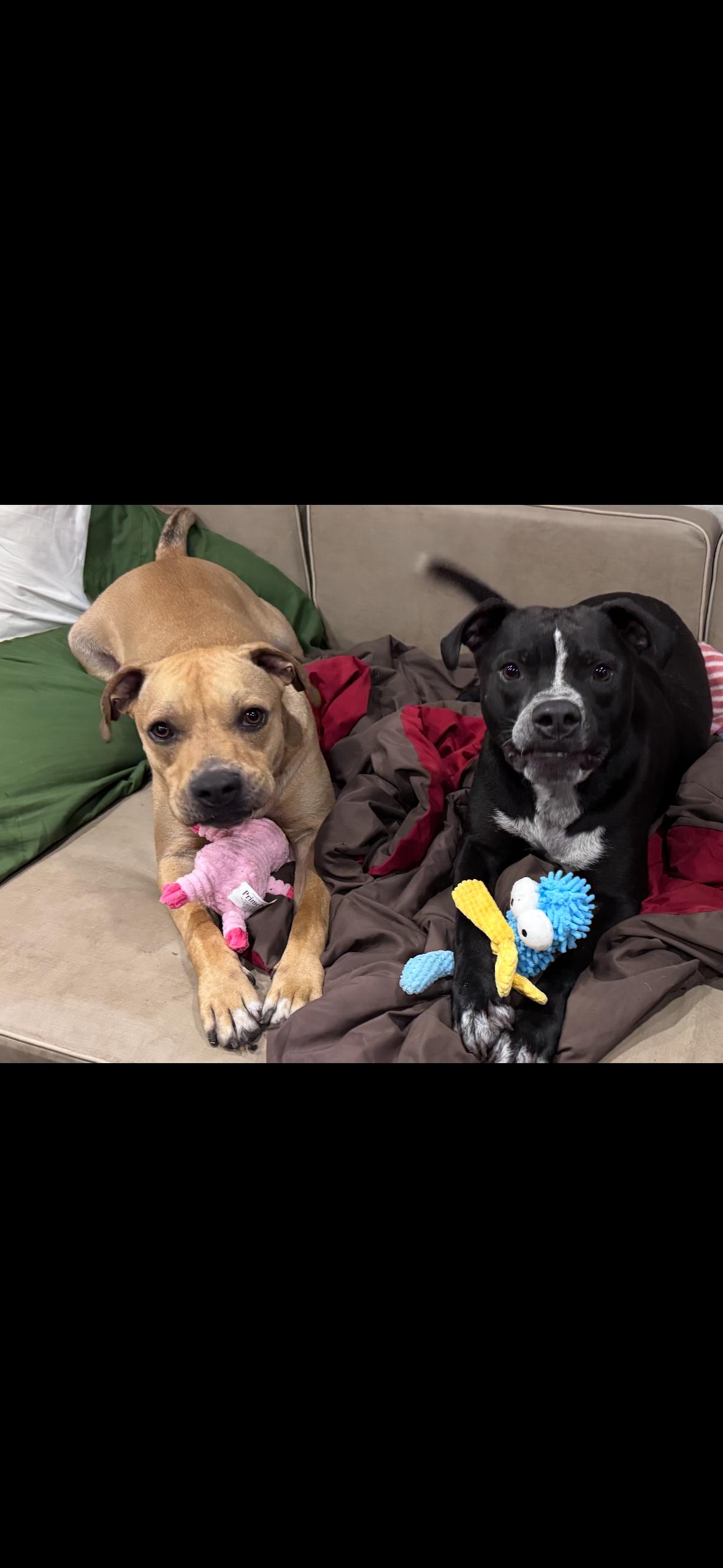 Abbott, Adoptable, Adult Male Labrador Retriever.