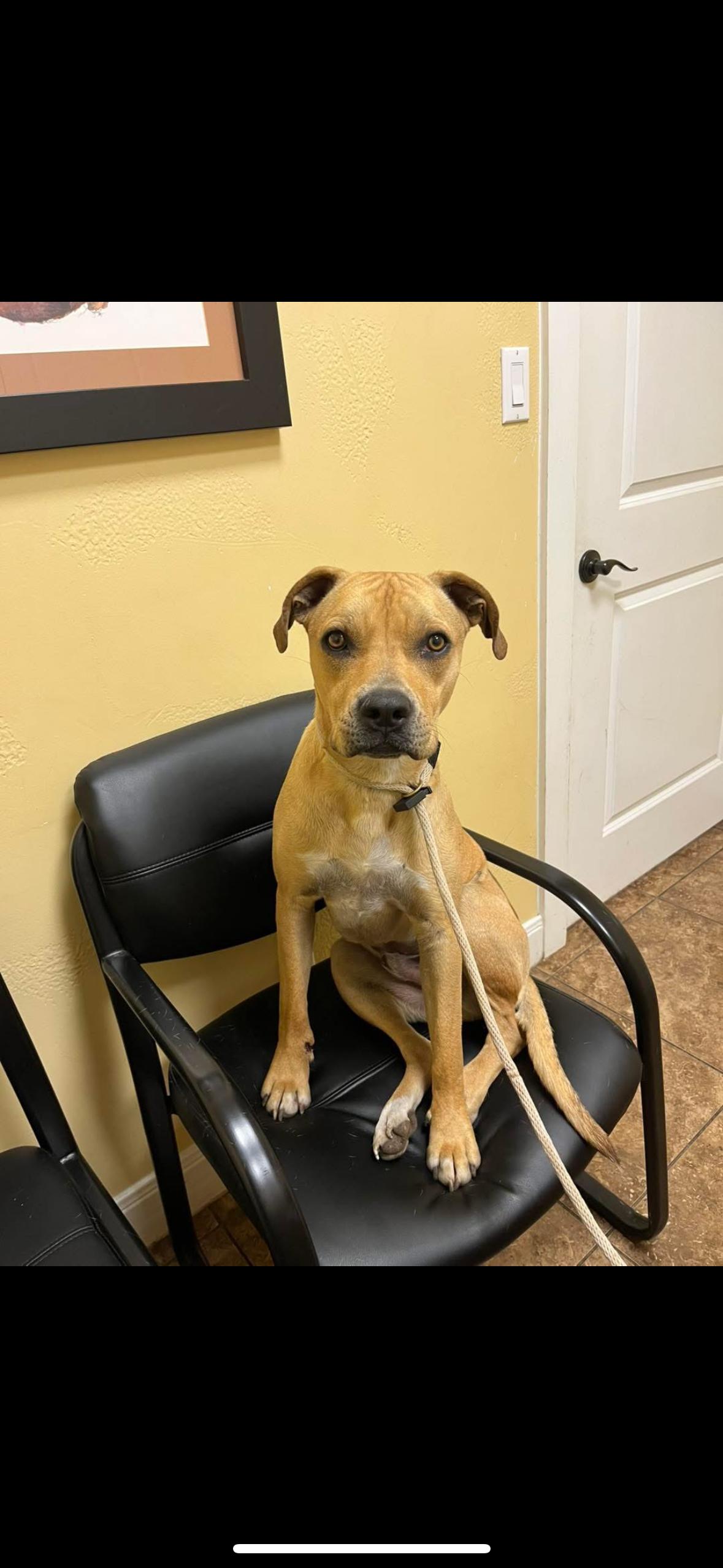 Abbott, a Adoptable mixed breed in Magnolia, TX image 2/3