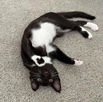 Nala, ADOPTABLE, Kitten Female Domestic Short Hair.