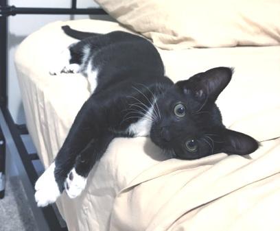 Enlarge Nala, a ADOPTABLE Domestic Short Hair in Smithfield, NC image 3/6