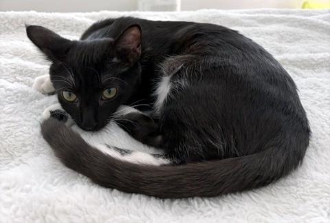 Enlarge Nala, a ADOPTABLE Domestic Short Hair in Smithfield, NC image 2/6