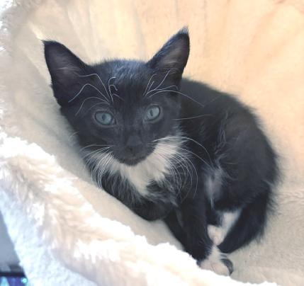Enlarge Nala, a ADOPTABLE Domestic Short Hair in Smithfield, NC image 4/6
