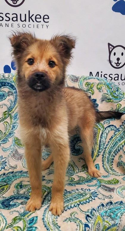 Rapunzel (7009), Adoptable, Puppy Female Shepherd & Labrador Retriever.