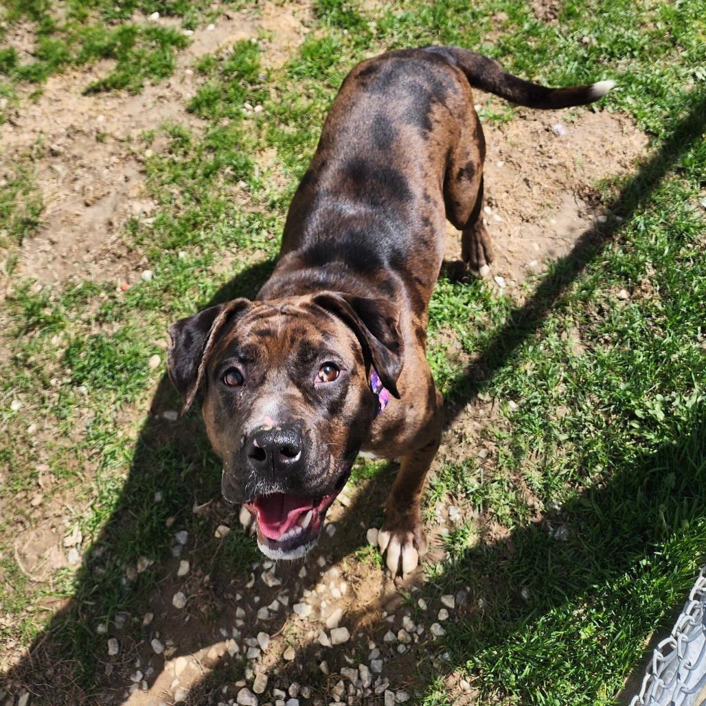 Enlarge Nova, a Adoptable mixed breed in Middlebury, VT image 2/6
