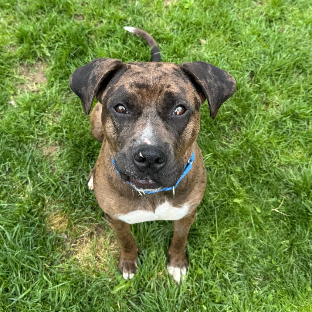 Enlarge Nova, a Adoptable mixed breed in Middlebury, VT image 5/6