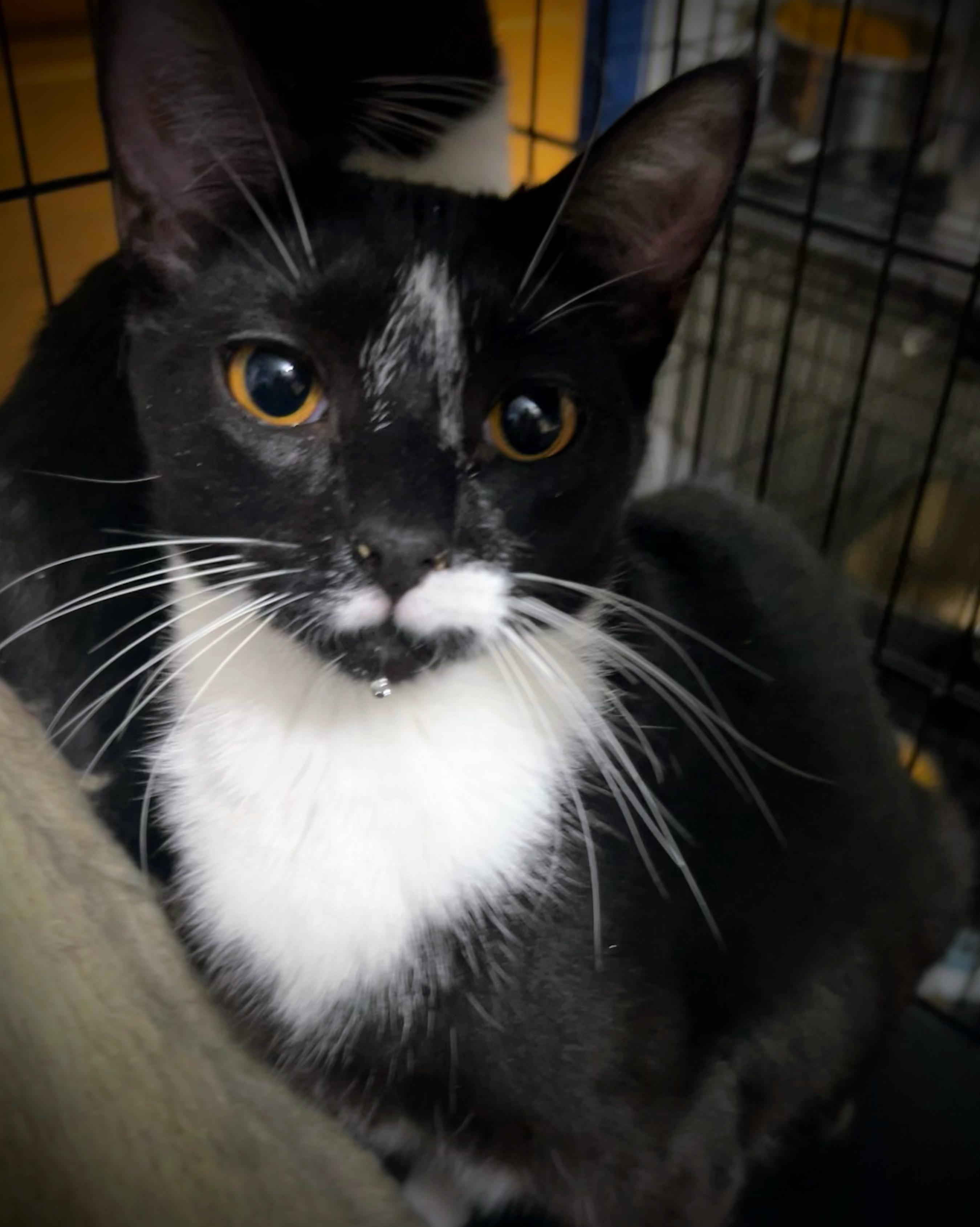 Natalie, Adoptable, Young Female Domestic Short Hair.