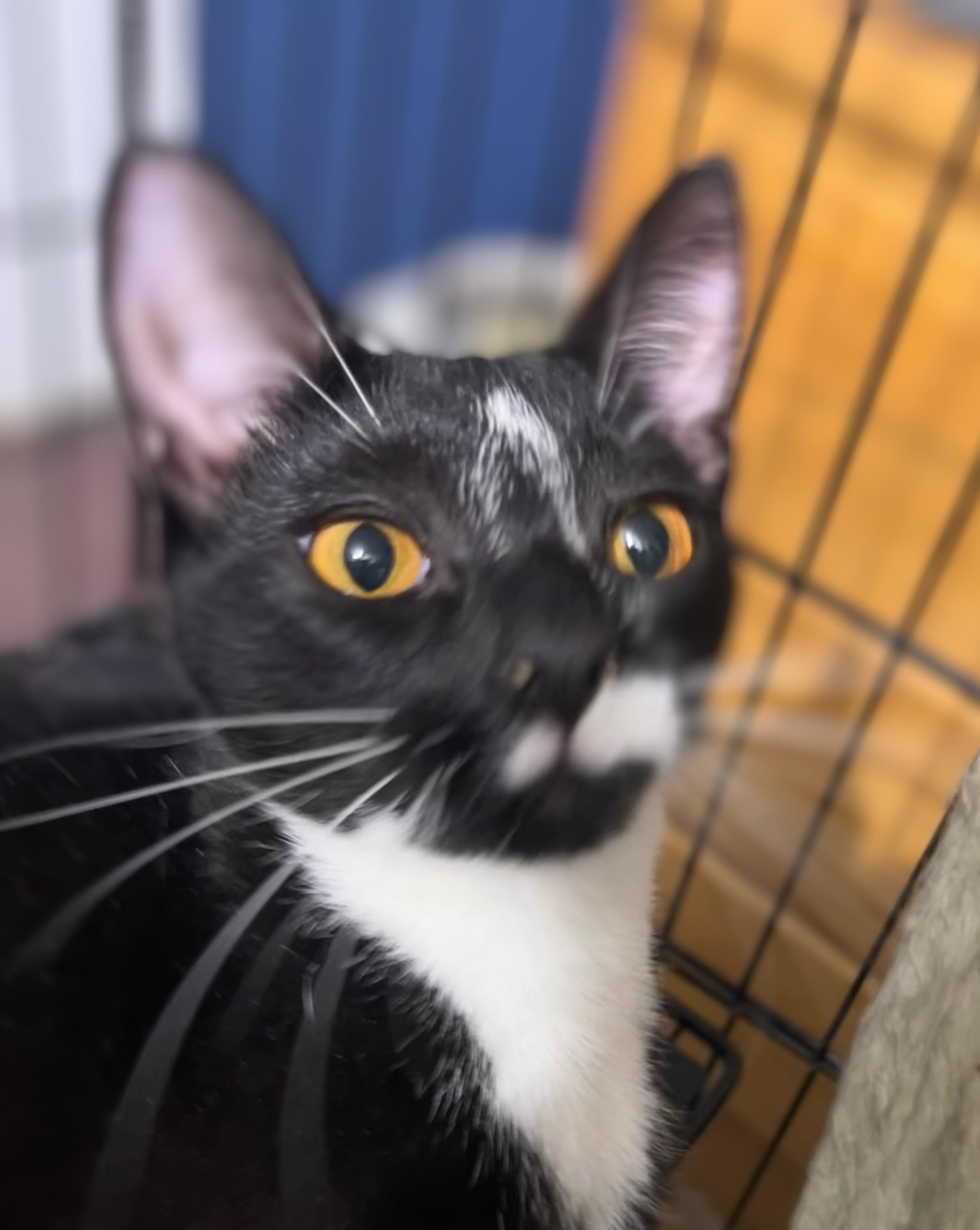 Natalie, a Adoptable Domestic Short Hair image 2/6