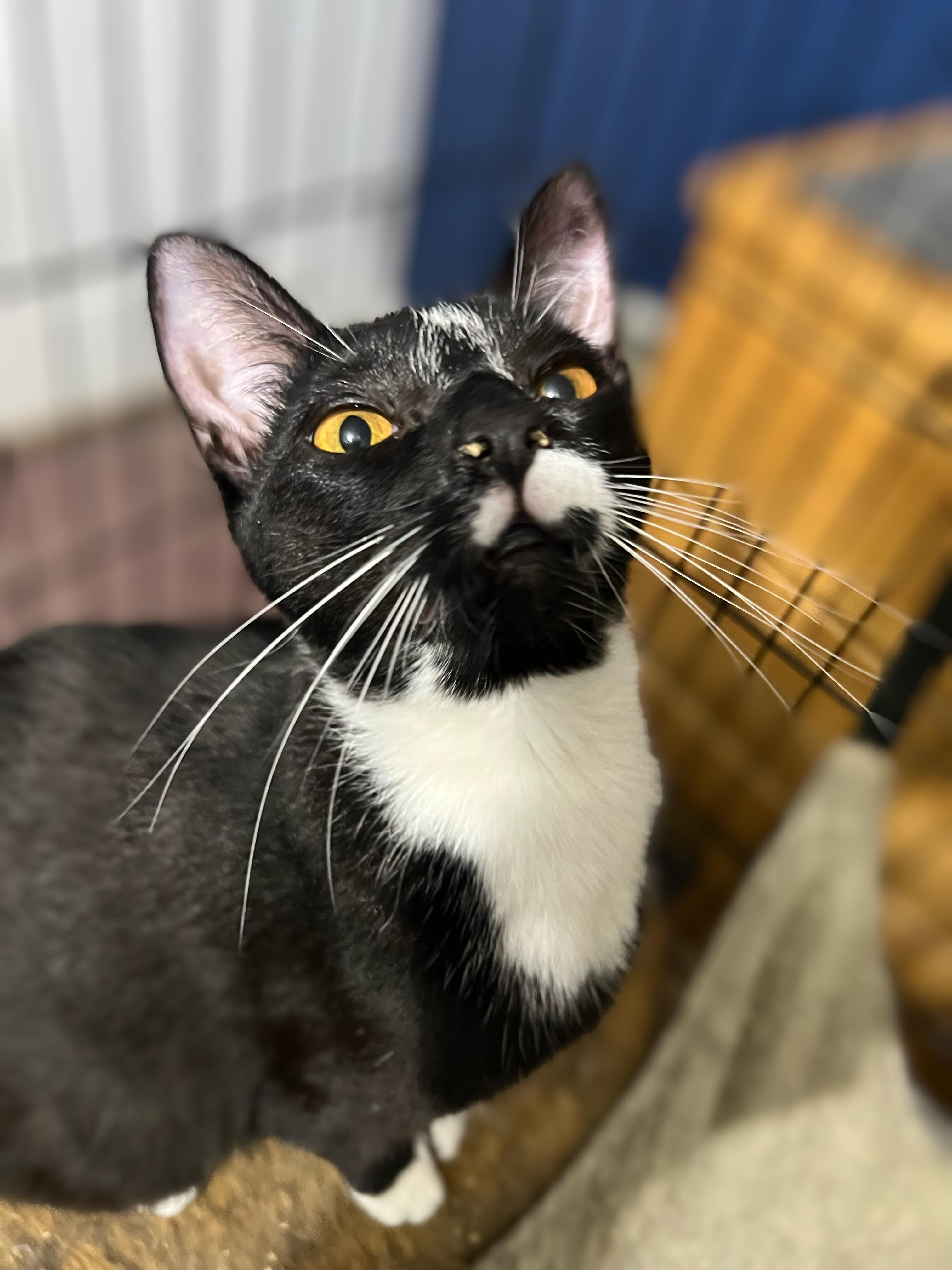 Natalie, a Adoptable Domestic Short Hair image 3/6