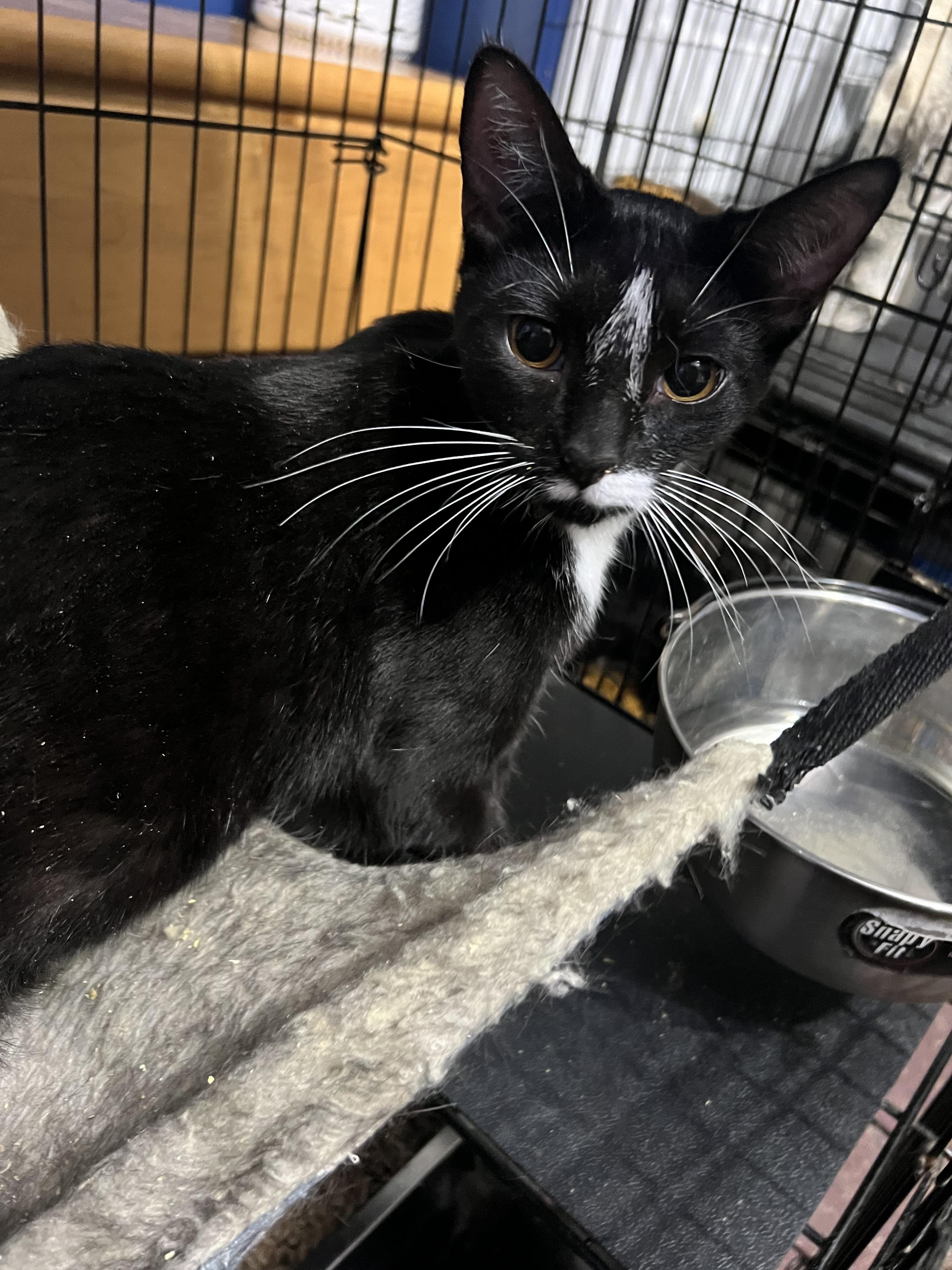 Natalie, a Adoptable Domestic Short Hair image 4/6