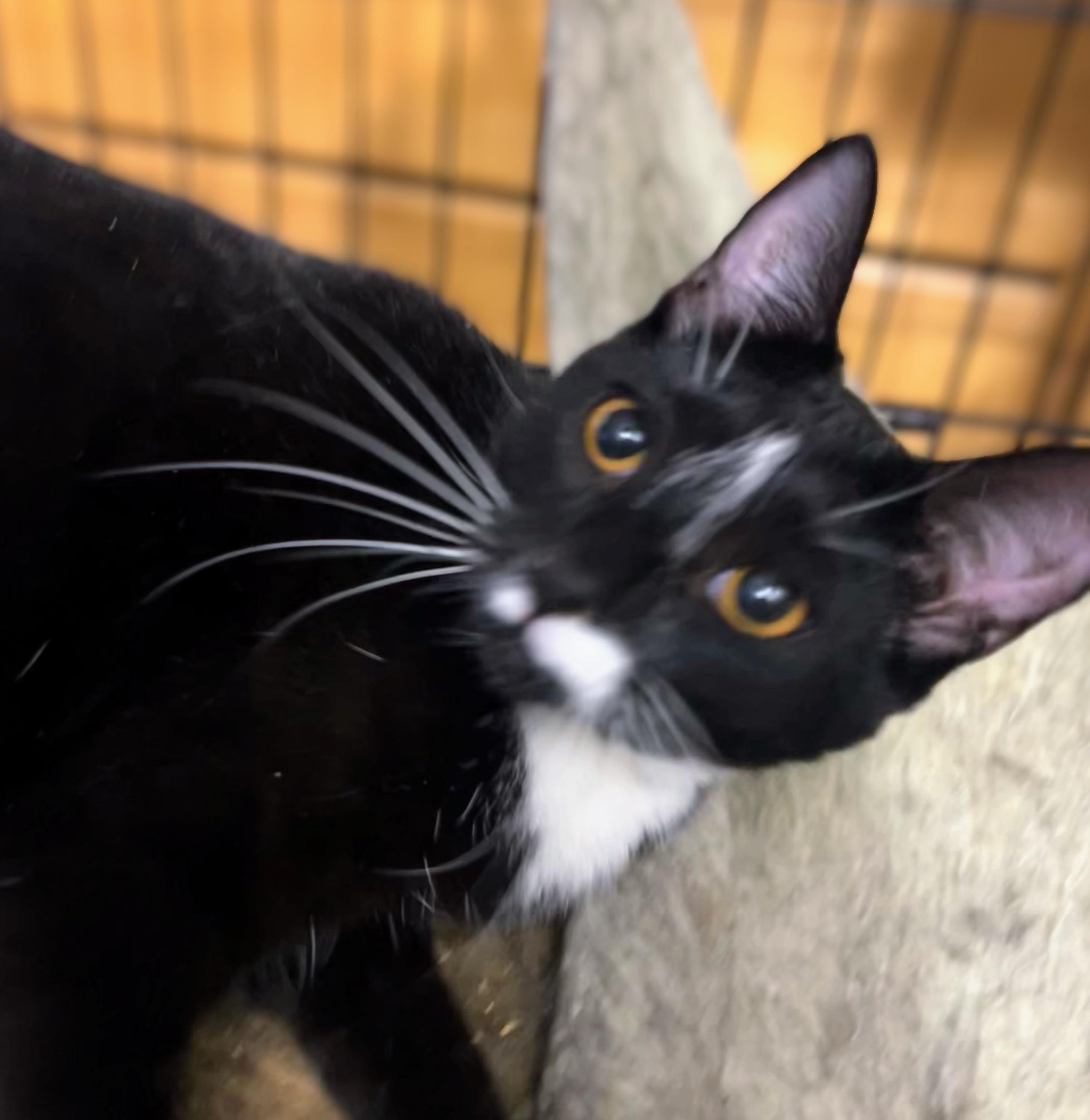 Natalie, a Adoptable Domestic Short Hair image 5/6