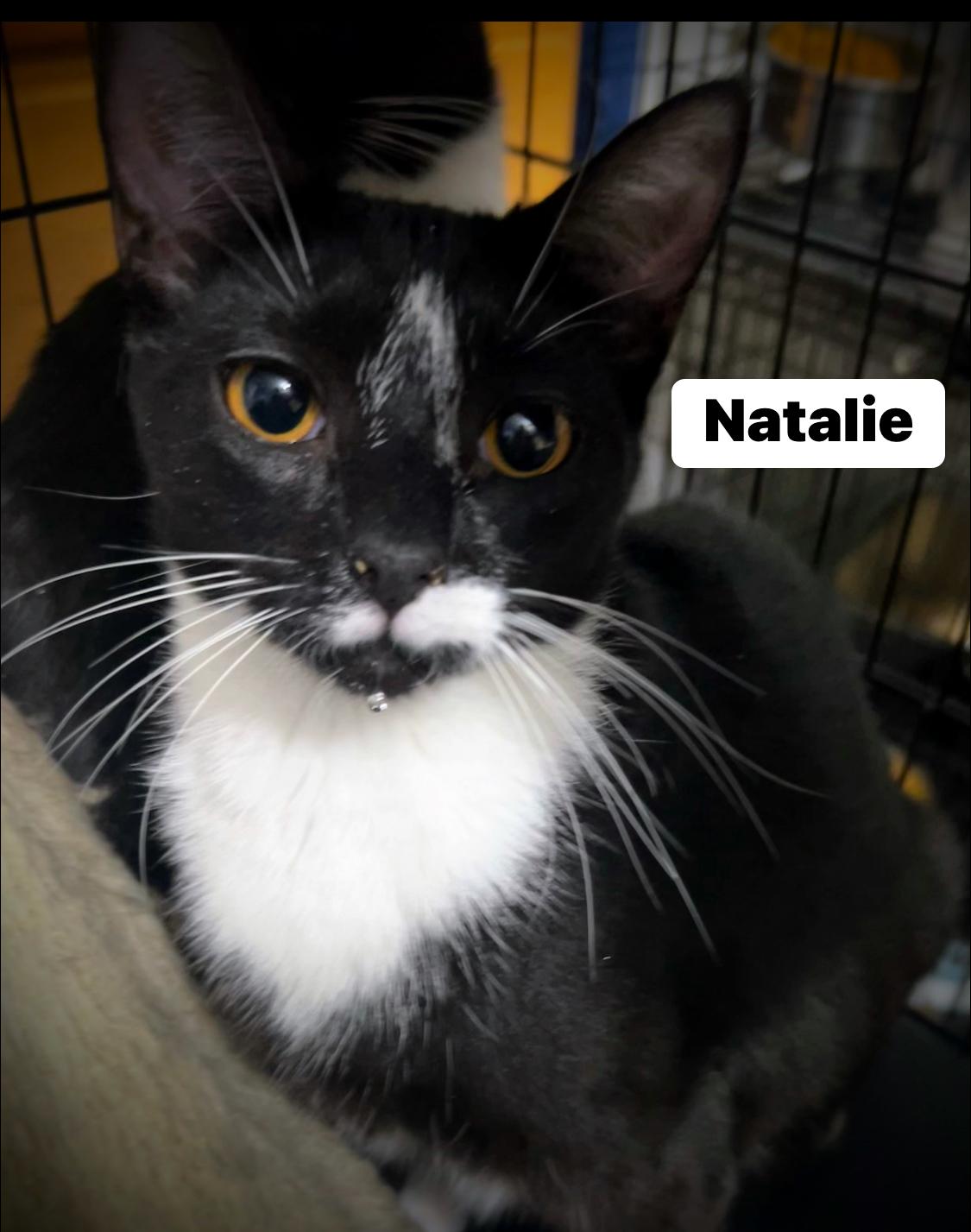 Natalie, a Adoptable Domestic Short Hair image 6/6
