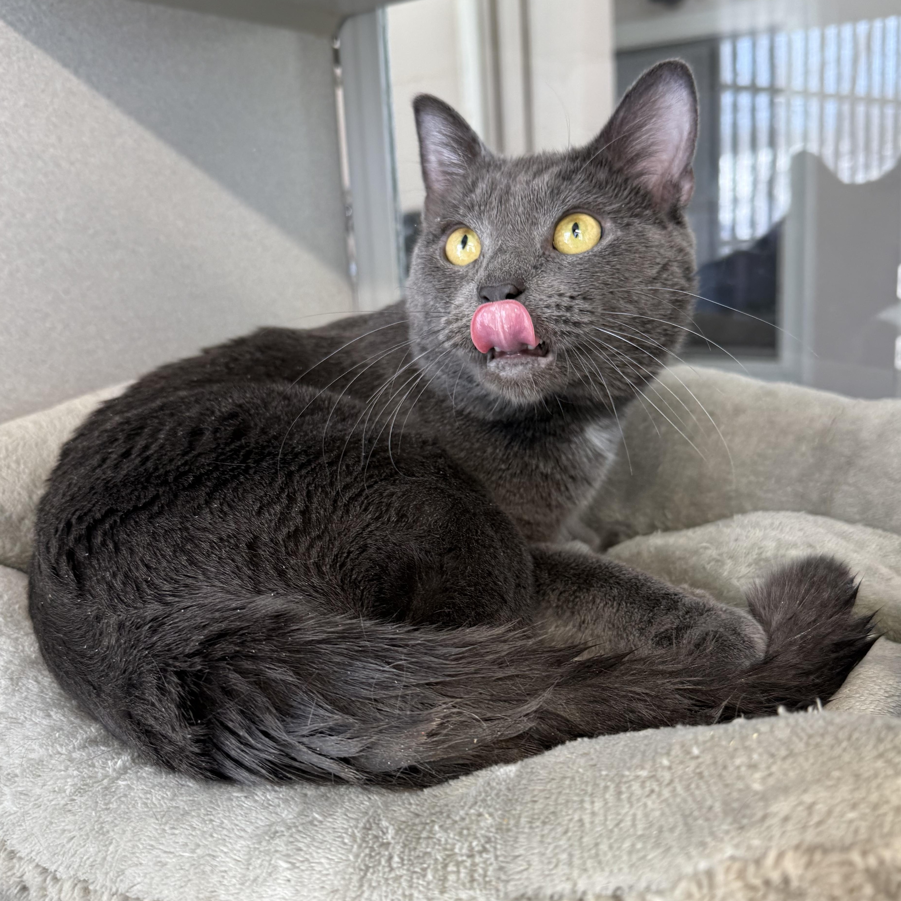 Enlarge Earl, an adopted mixed breed in West Milford, NJ image 6/6