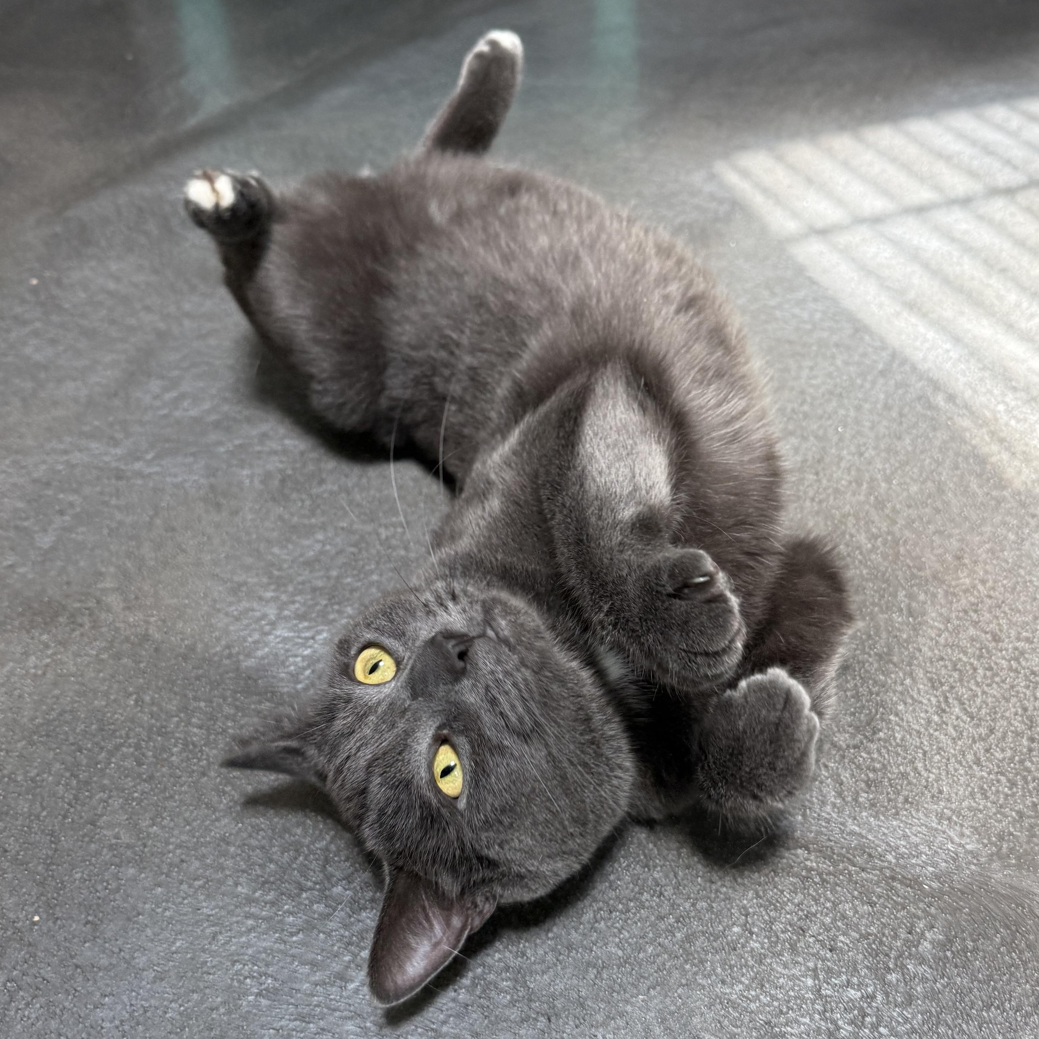 Enlarge Earl, an adoptable mixed breed in West Milford, NJ image 2/4
