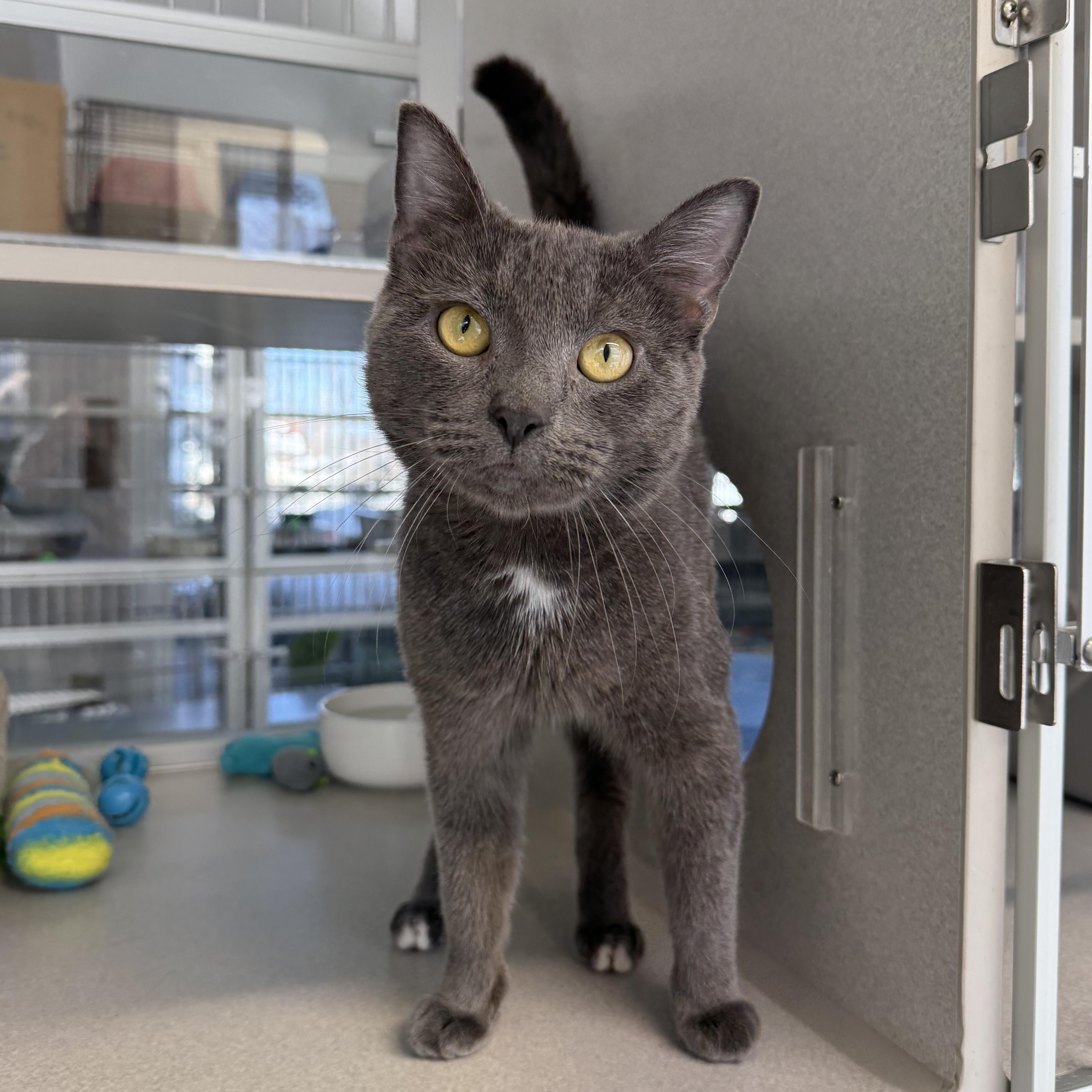 Enlarge Earl, an adopted mixed breed in West Milford, NJ image 1/6