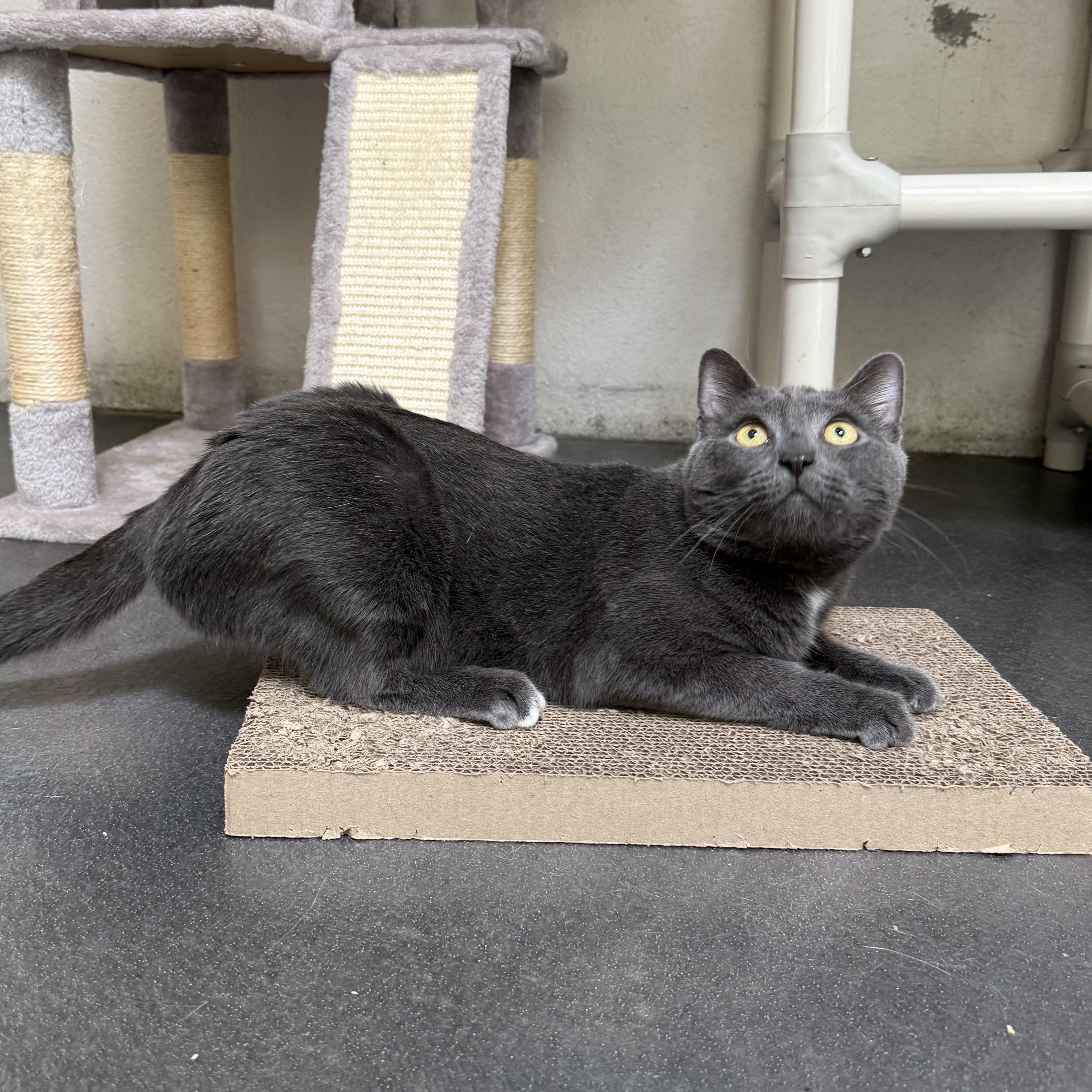 Enlarge Earl, an adoptable mixed breed in West Milford, NJ image 4/4