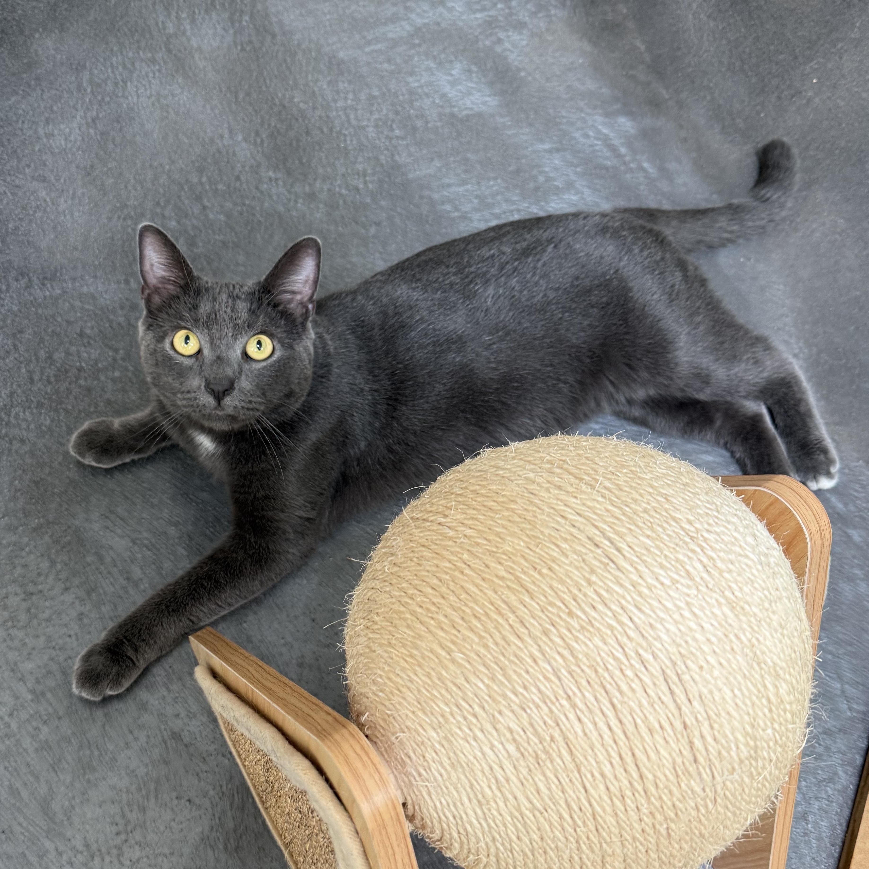 Enlarge Earl, an adoptable mixed breed in West Milford, NJ image 1/4