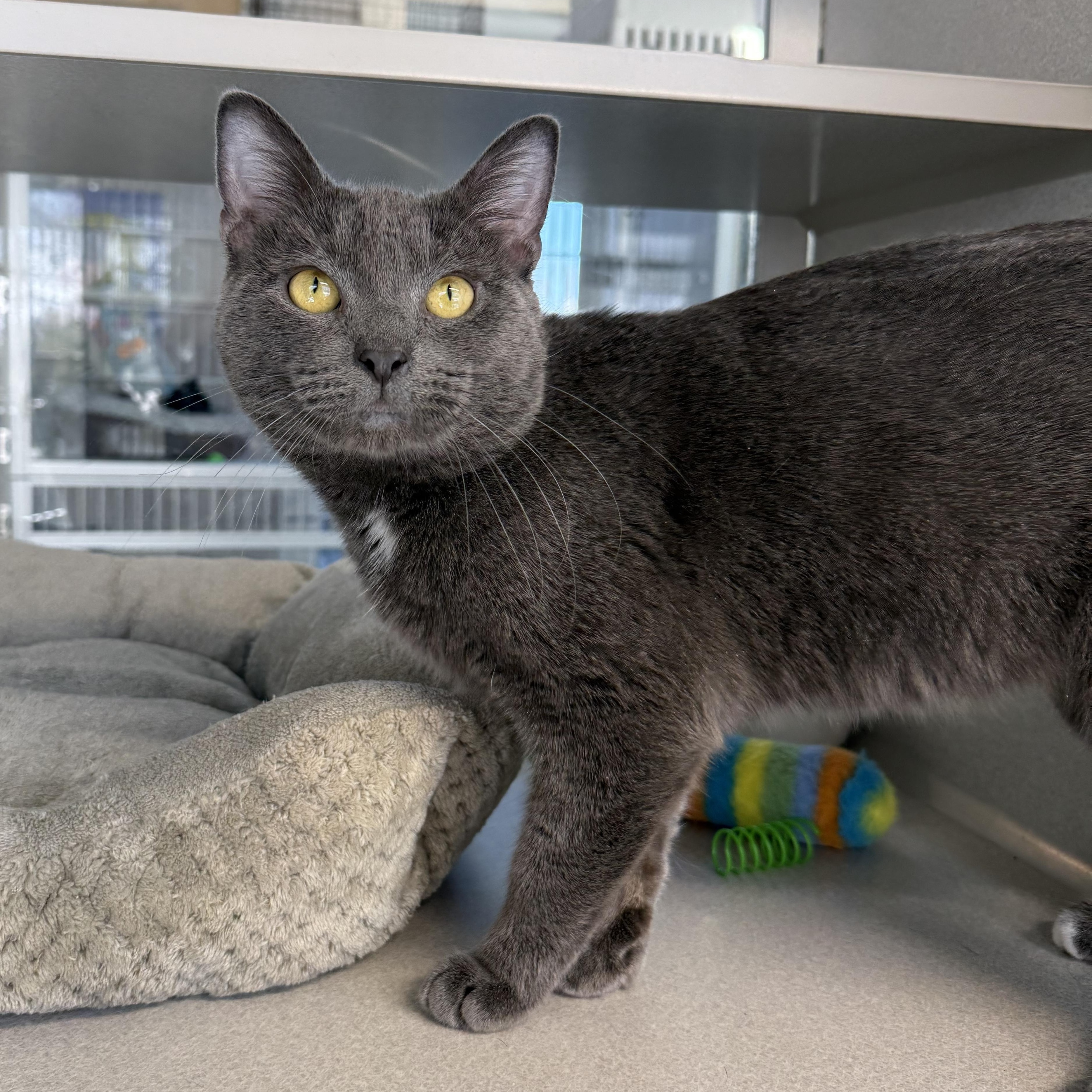 Enlarge Earl, an adopted mixed breed in West Milford, NJ image 2/6