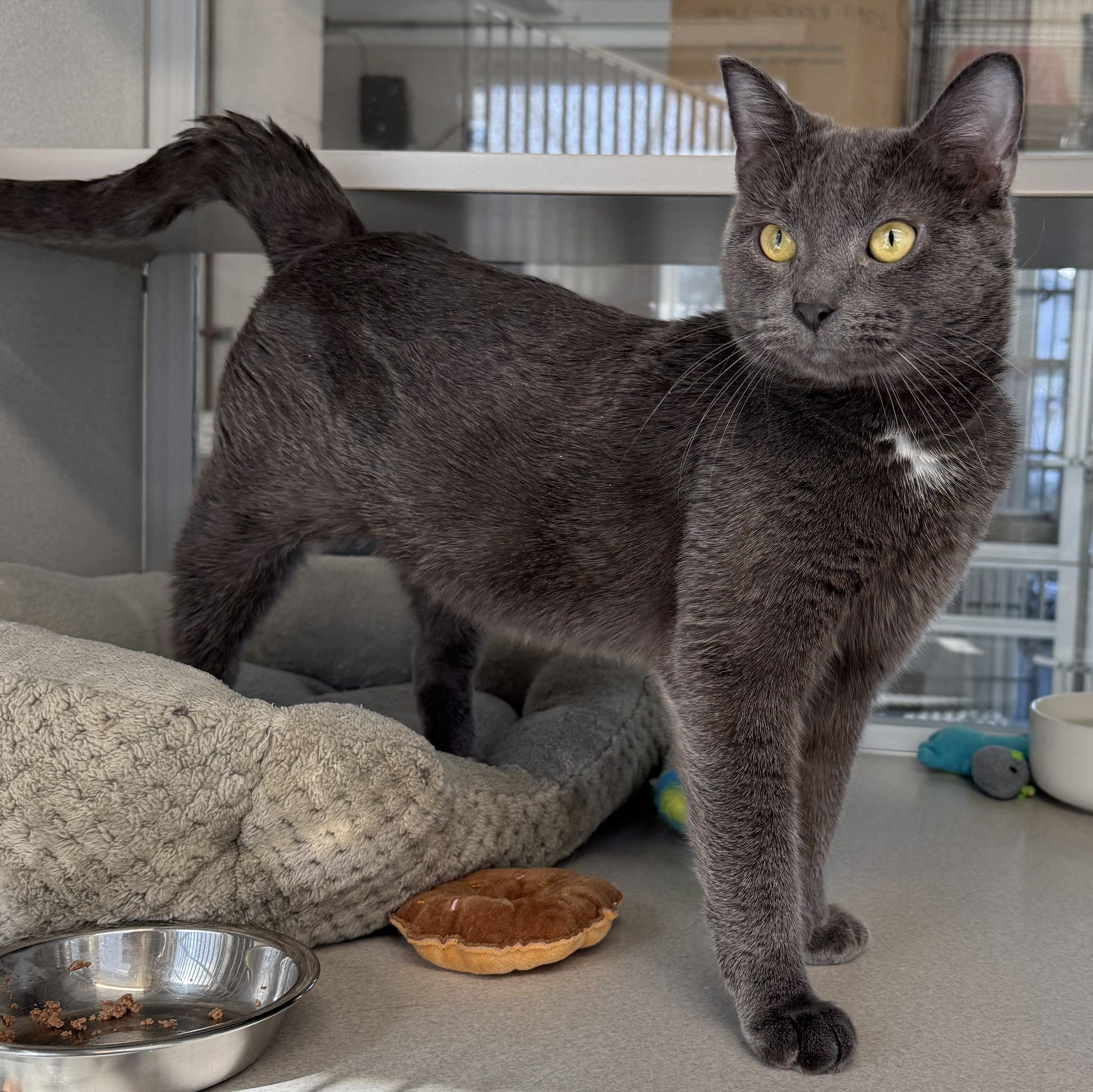 Enlarge Earl, an adopted mixed breed in West Milford, NJ image 3/6