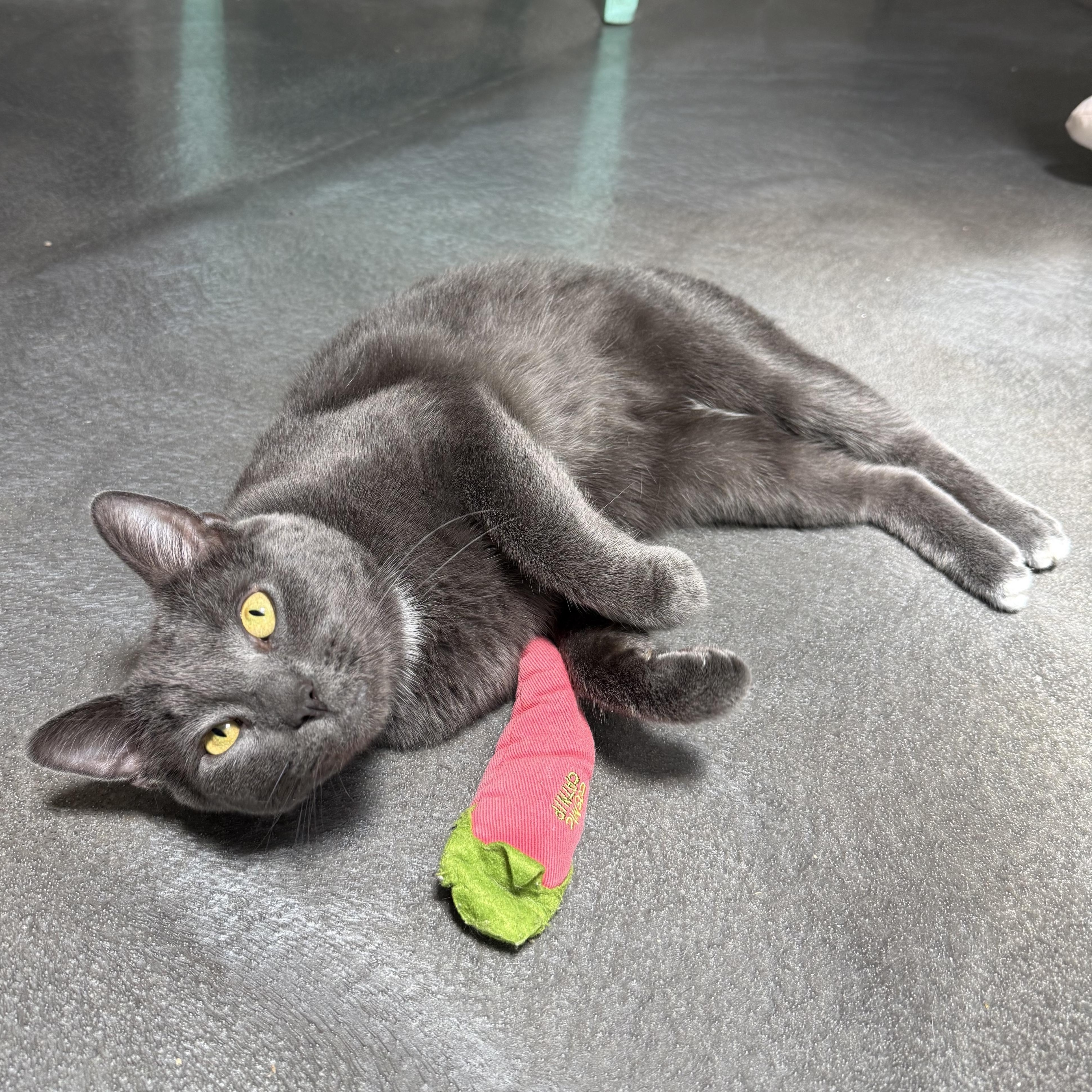 Enlarge Earl, an adoptable mixed breed in West Milford, NJ image 3/4