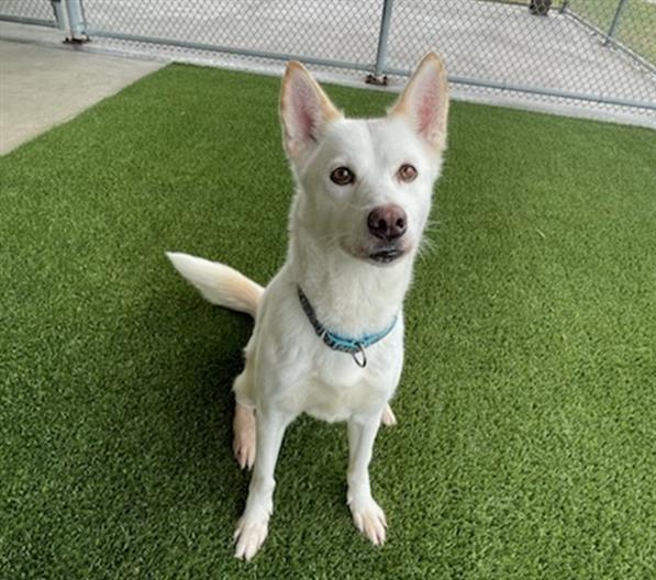 WINTER, Adoptable, Adult Female Husky.