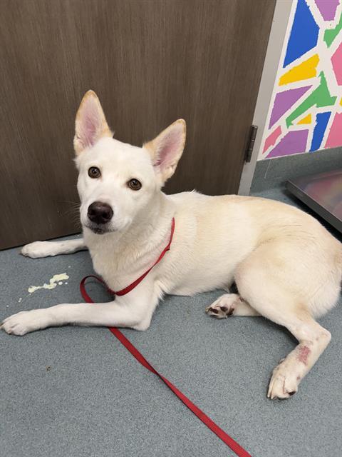 Enlarge WINTER, a Adoptable Husky in Baytown, TX image 1/1