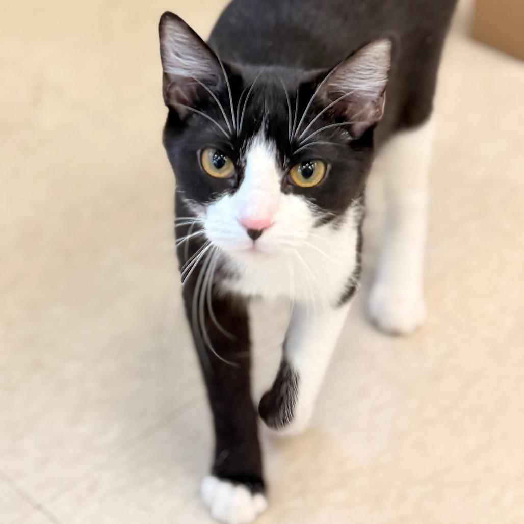 Enlarge Shawn Johnson, a Adoptable Domestic Short Hair in Chariton, IA image 1/6