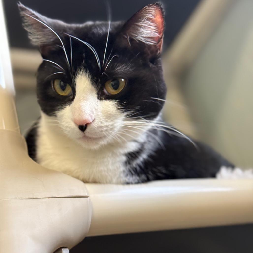 Shawn Johnson, a Adoptable Domestic Short Hair in Chariton, IA image 4/6