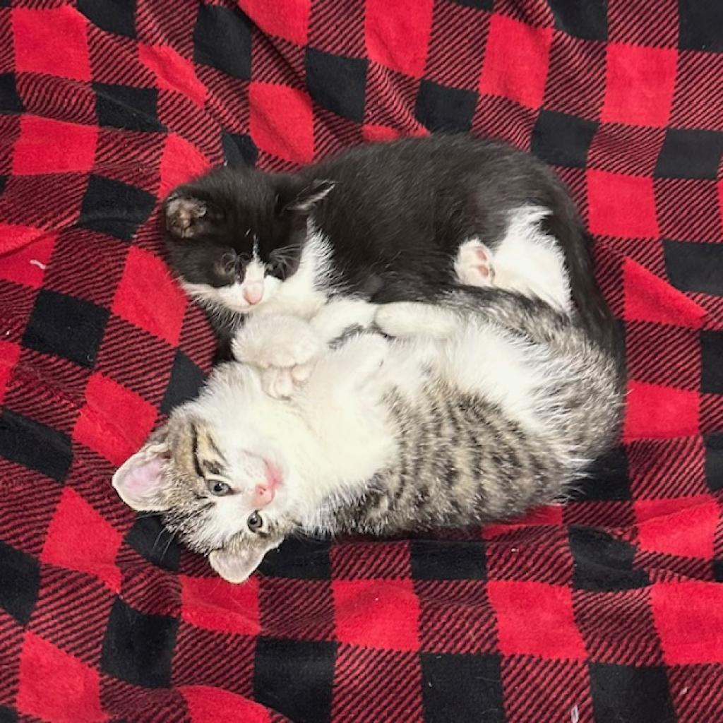 Enlarge Shawn Johnson, a Adoptable Domestic Short Hair in Chariton, IA image 5/6