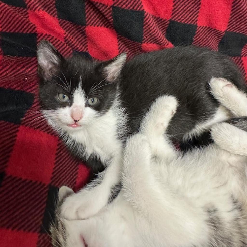 Enlarge Shawn Johnson, a Adoptable Domestic Short Hair in Chariton, IA image 6/6