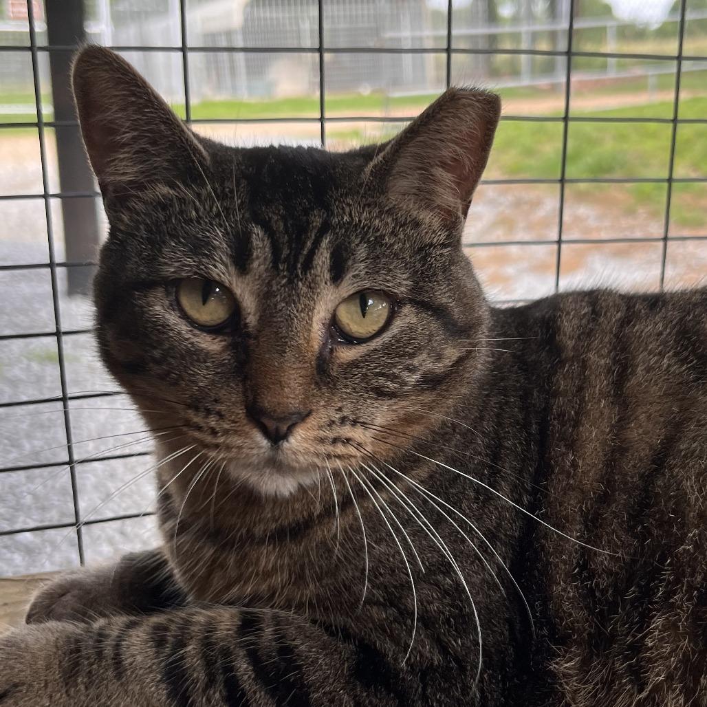 Mamma Mia, Adoptable, Adult Female Domestic Short Hair & Domestic Short Hair.