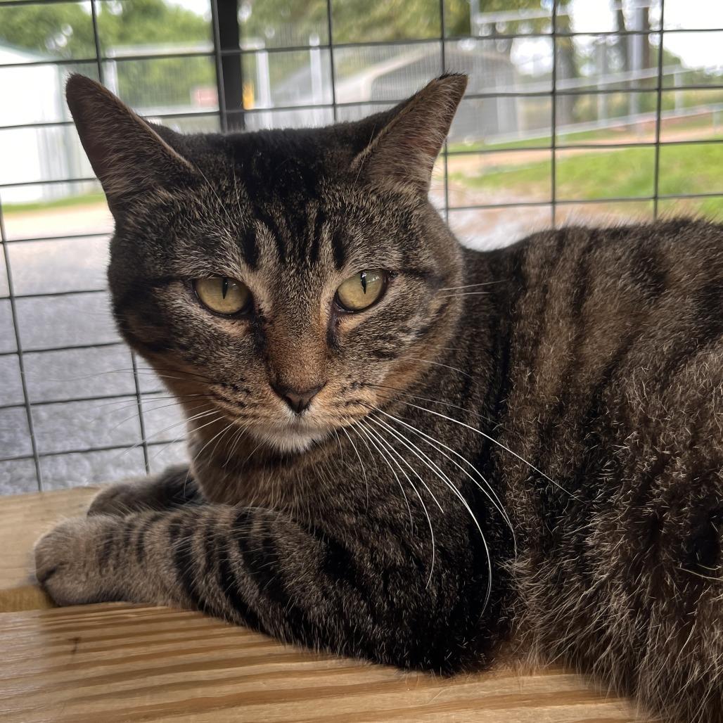 Mamma Mia, a Adoptable mixed breed in Washburn, MO image 2/4