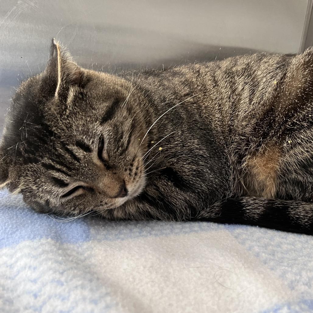 Mamma Mia, Adoptable, Adult Female Domestic Short Hair.