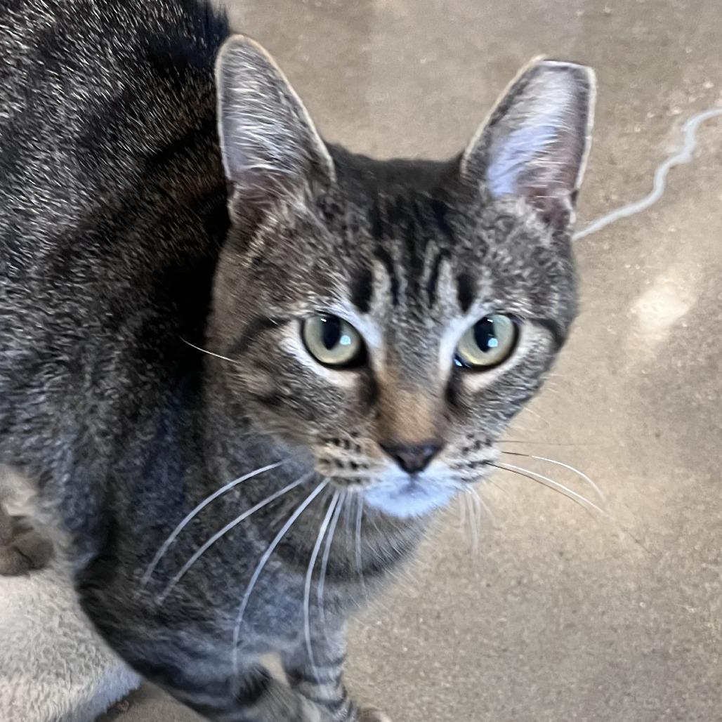 Enlarge Mamma Mia, a Adoptable mixed breed in Washburn, MO image 2/2