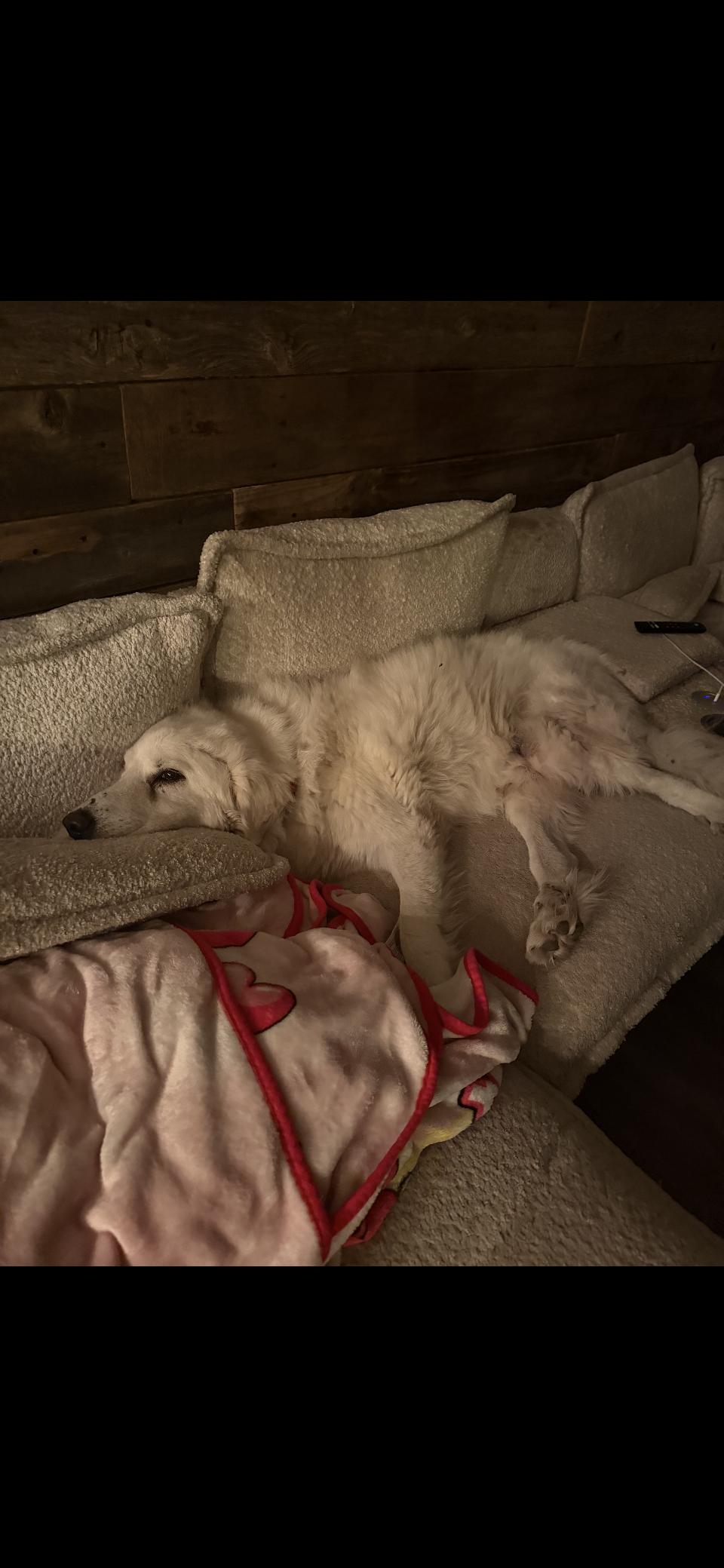 Kodiak HTX, Adoptable, Adult Male Great Pyrenees.