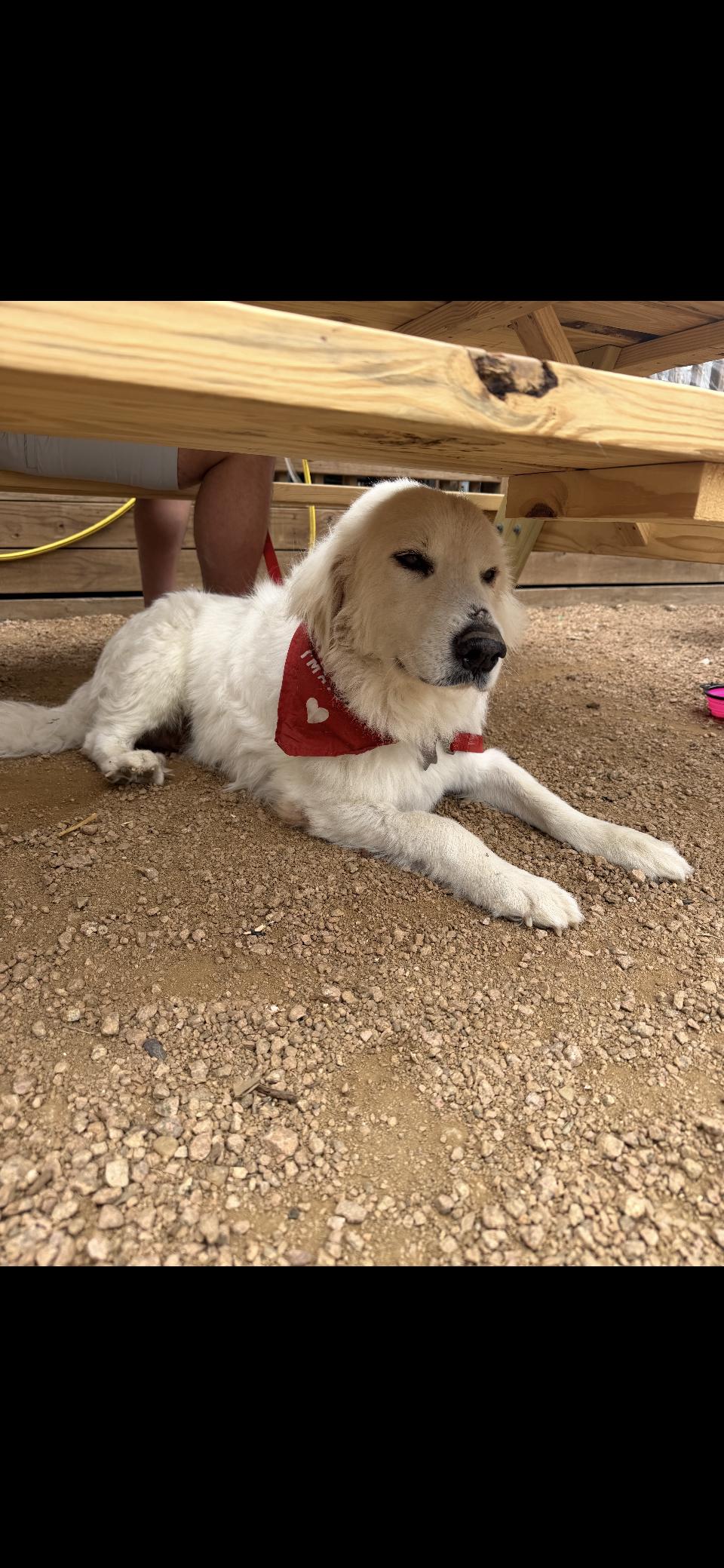 Kodiak HTX, Adoptable, Adult Male Great Pyrenees.