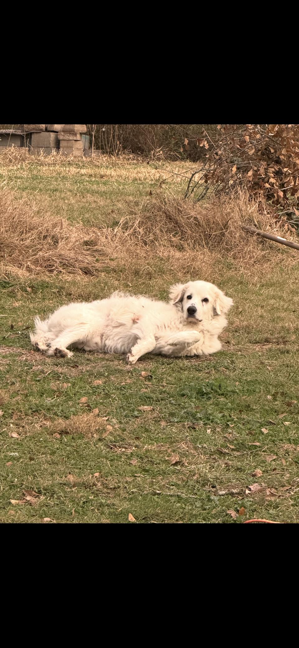 Enlarge Kodiak HTX, a Adoptable Great Pyrenees in Quinlan, TX image 2/6