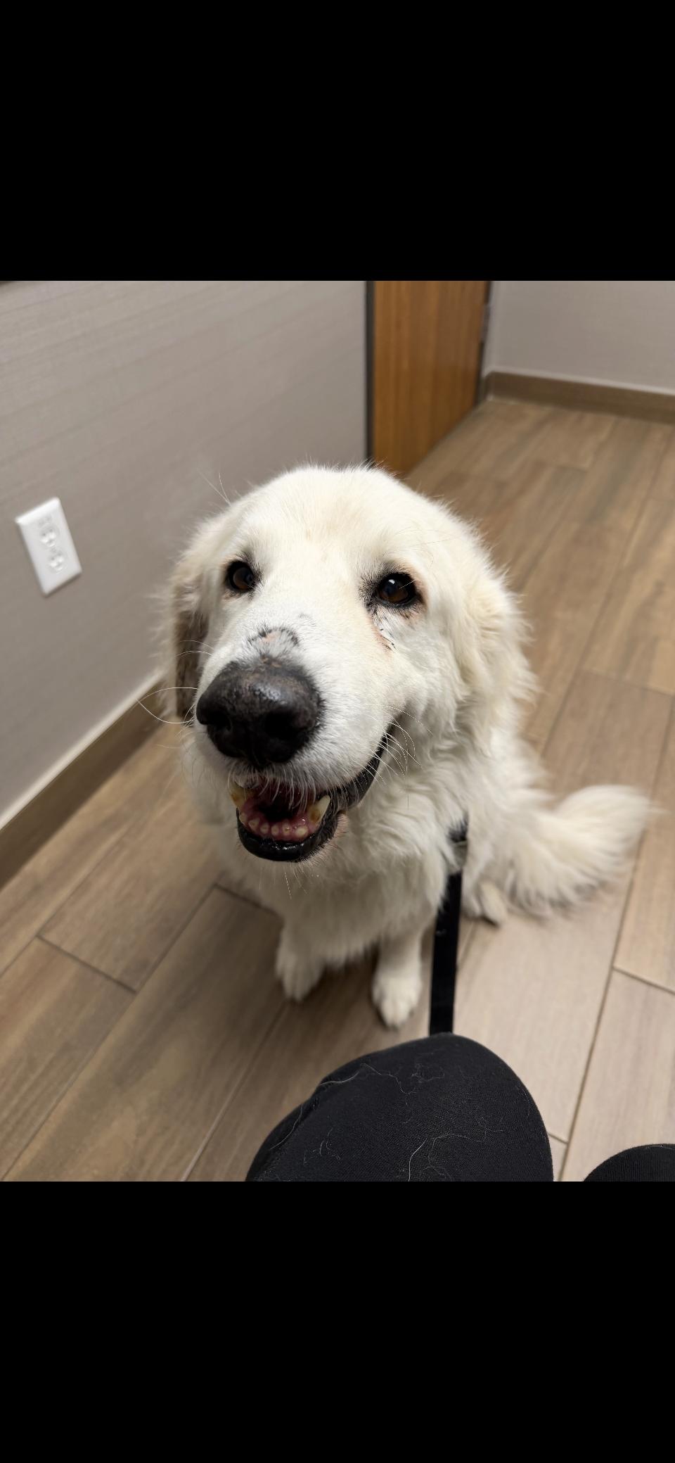 Enlarge Kodiak HTX, a Adoptable Great Pyrenees in Quinlan, TX image 3/6