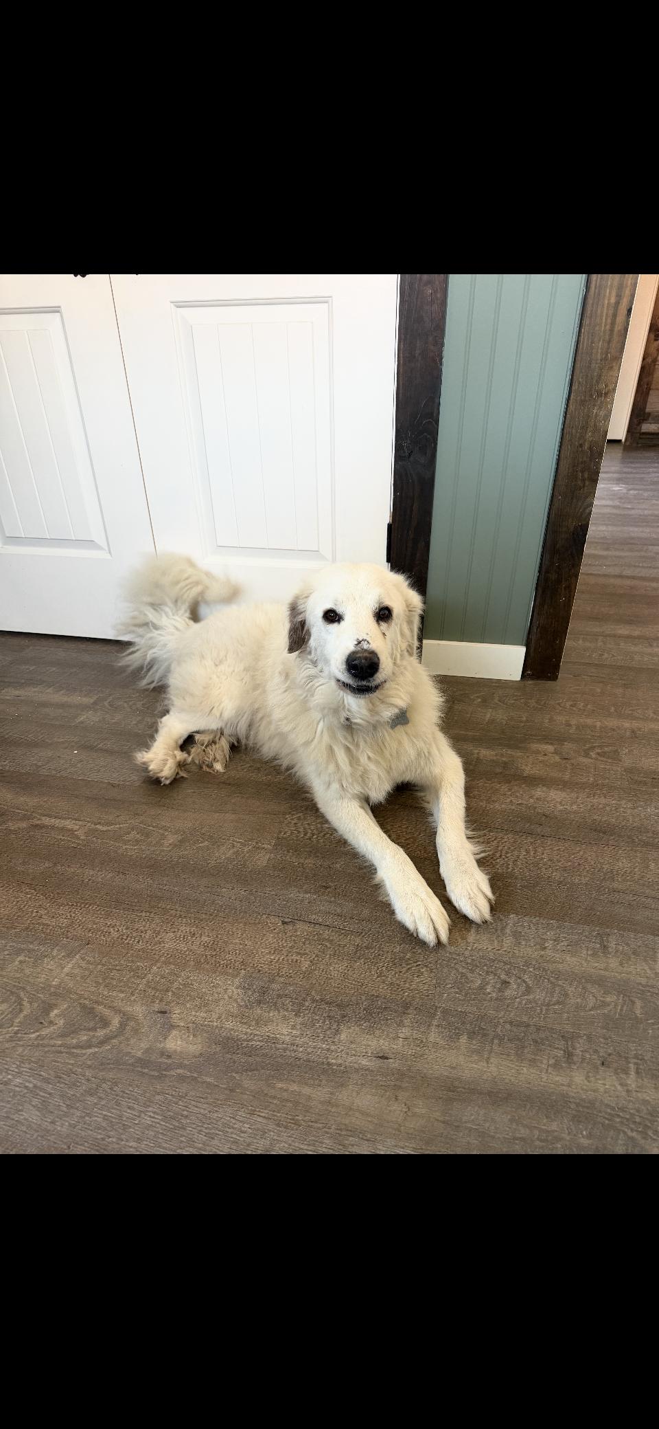 Enlarge Kodiak HTX, a Adoptable Great Pyrenees in Quinlan, TX image 4/6