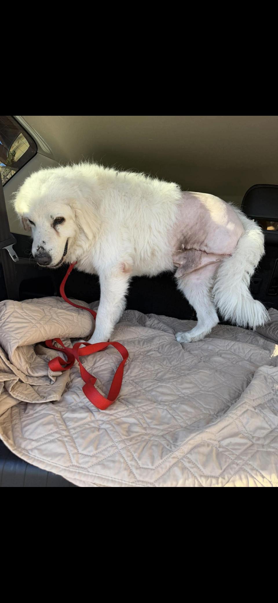 Enlarge Kodiak HTX, a Adoptable Great Pyrenees in Quinlan, TX image 4/6