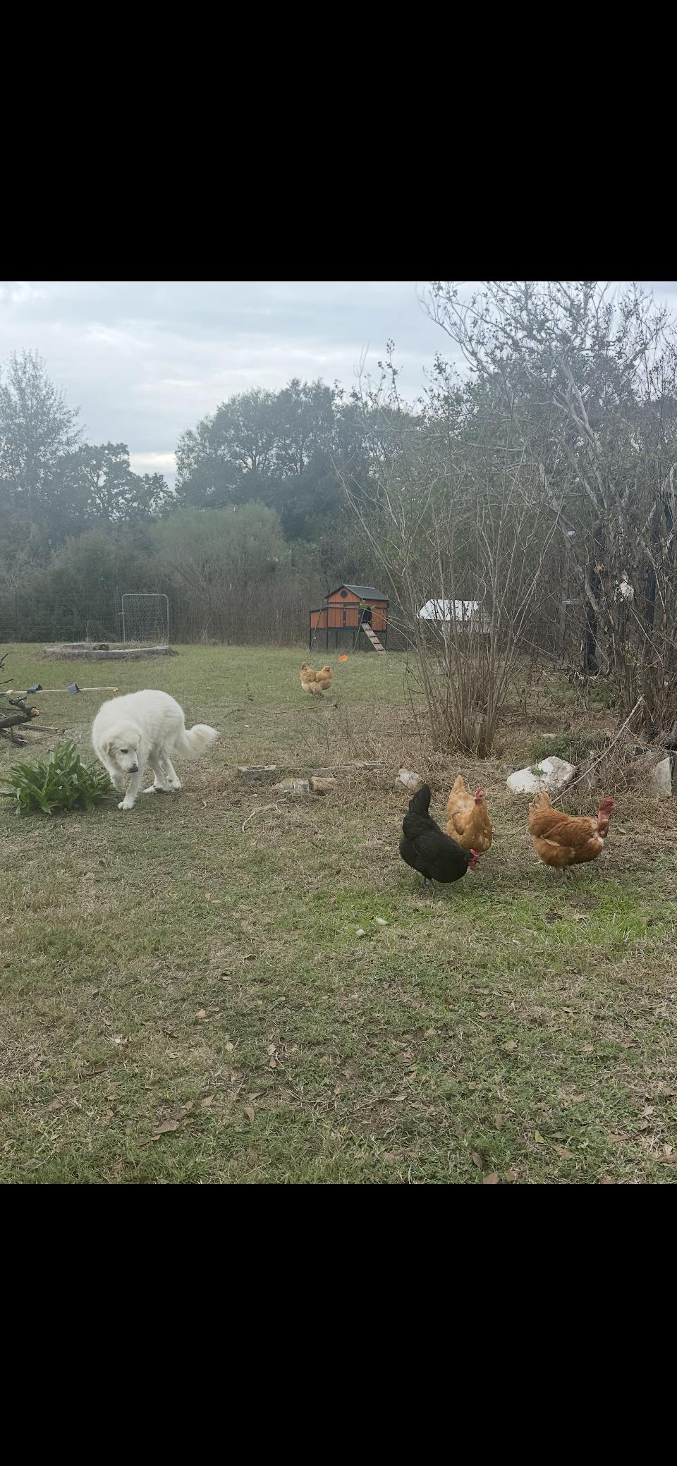 Enlarge Kodiak HTX, a Adoptable Great Pyrenees in Quinlan, TX image 5/6
